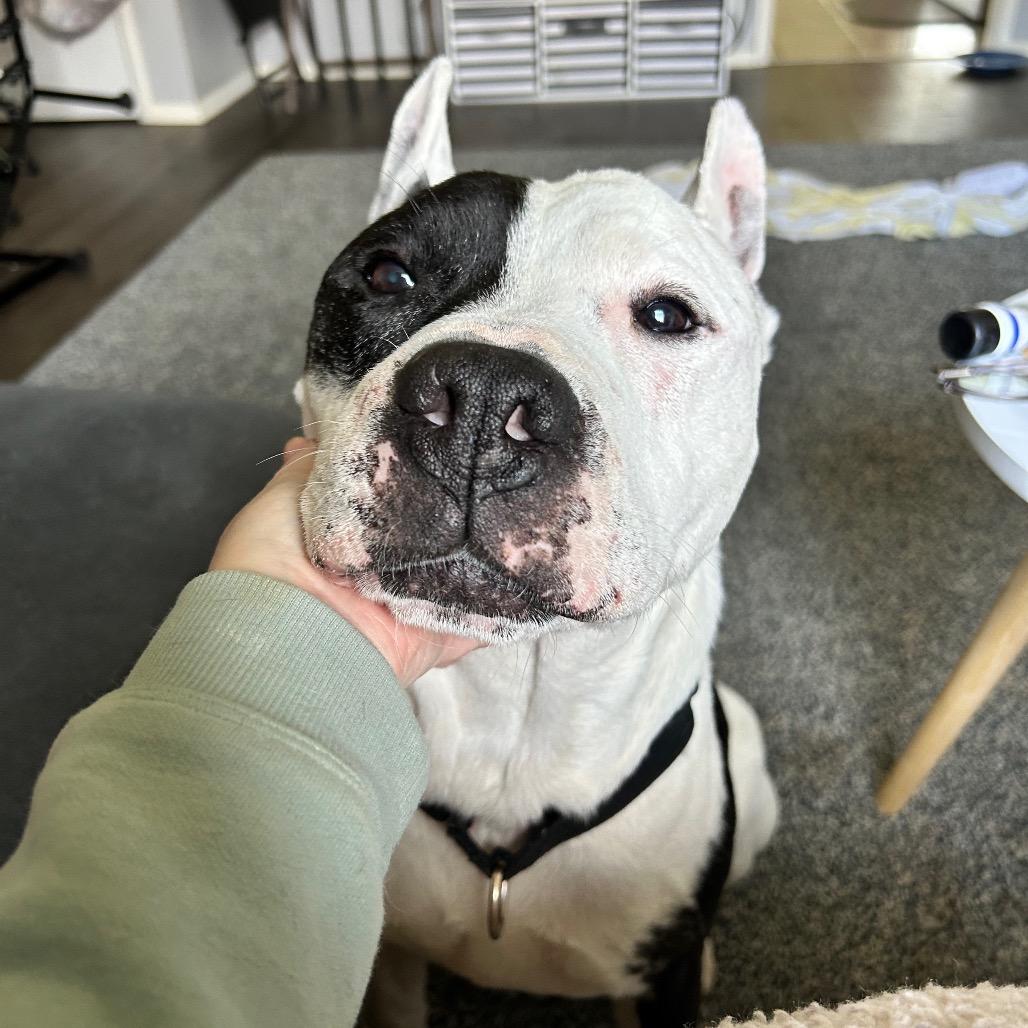 Enlarge Corncob, a Adoptable Mixed Breed in Springboro, OH image 3/5