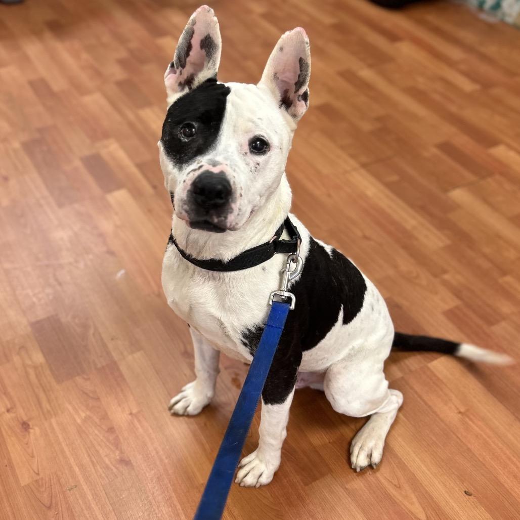 Enlarge Corncob, a Adoptable Mixed Breed in Springboro, OH image 4/5