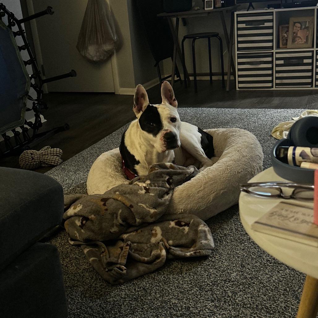 Enlarge Corncob, a Adoptable Mixed Breed in Springboro, OH image 5/5