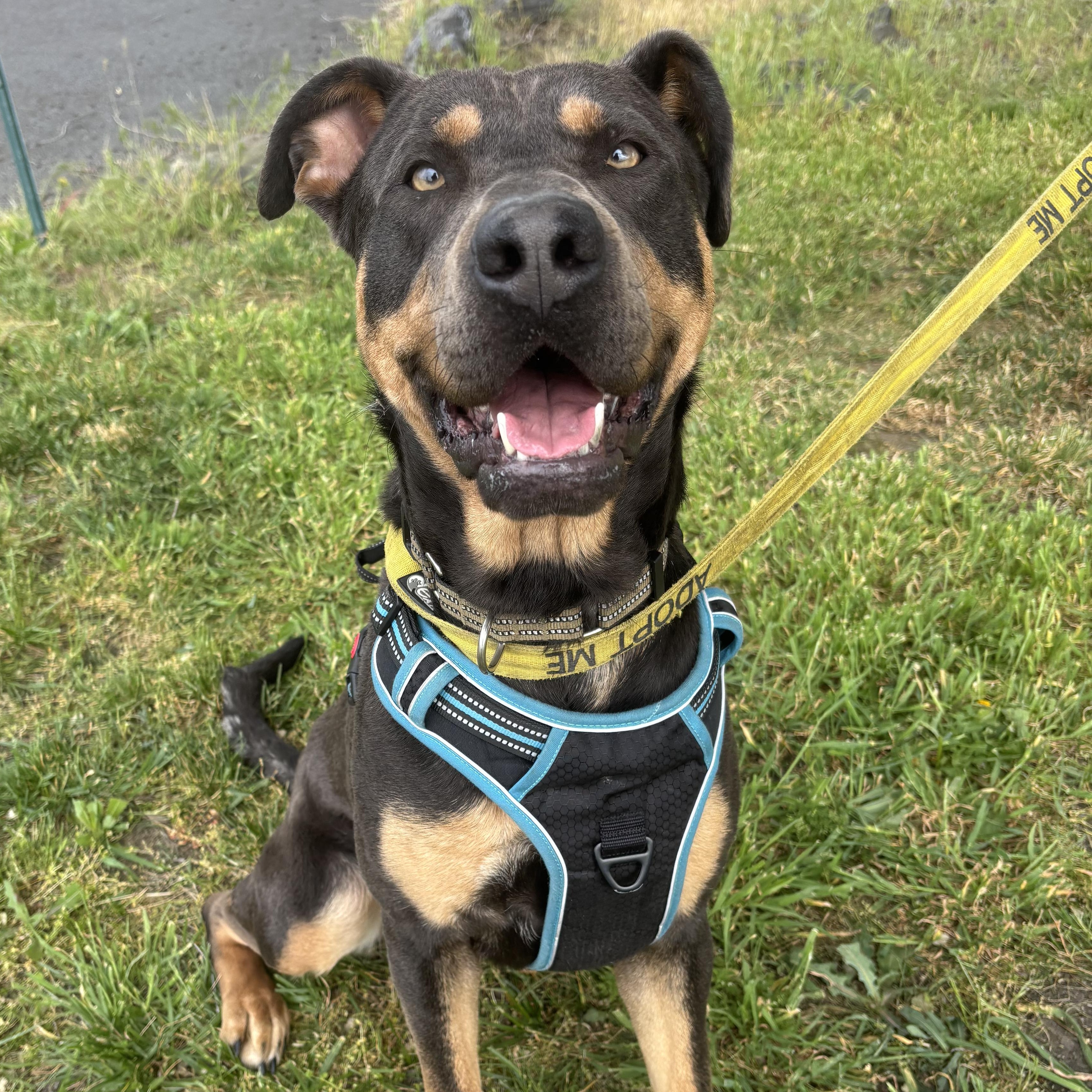 Miss Mooney , Adoptable, Adult Female Rottweiler & Doberman Pinscher.