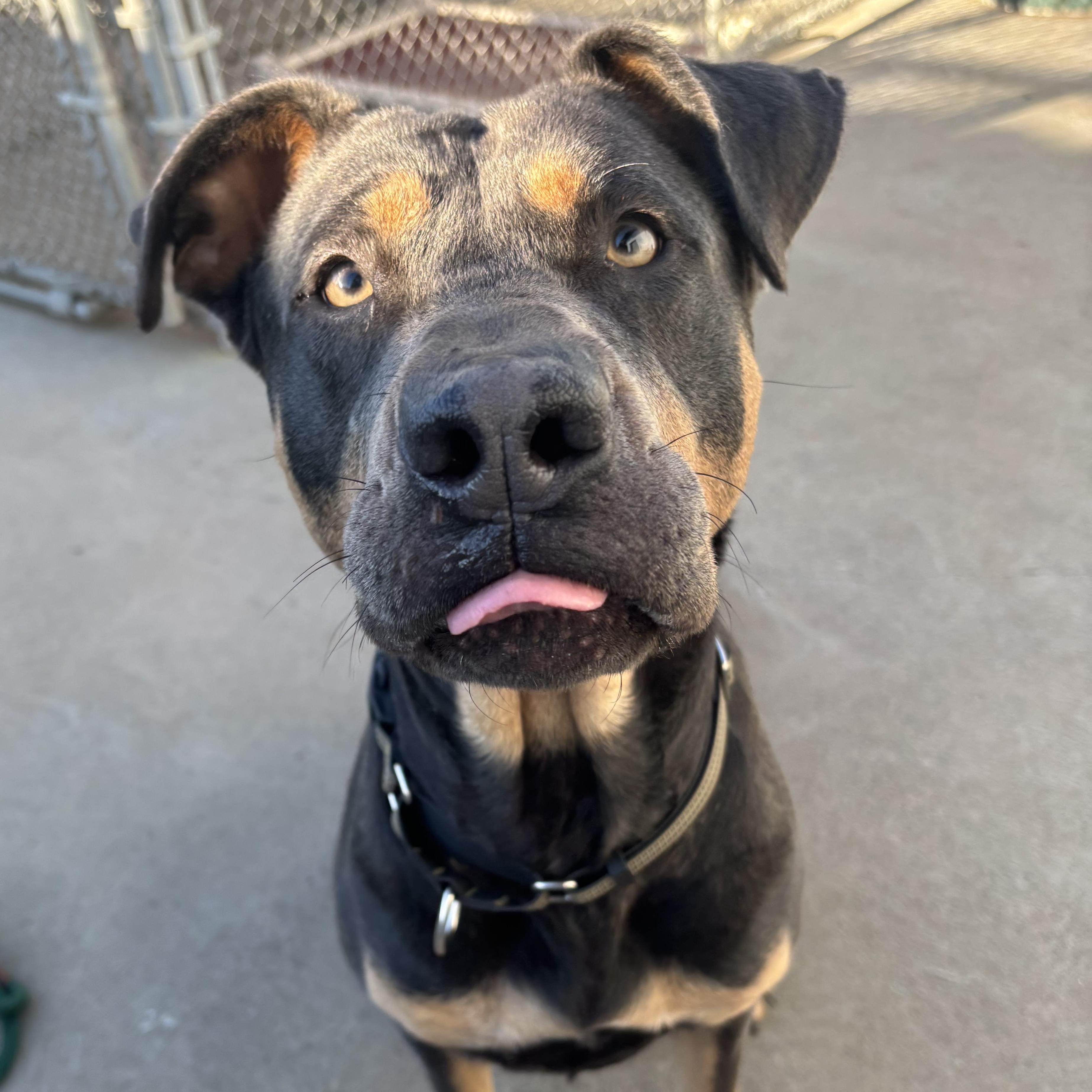 Enlarge Miss Mooney , a Adoptable mixed breed in The Dalles, OR image 4/5