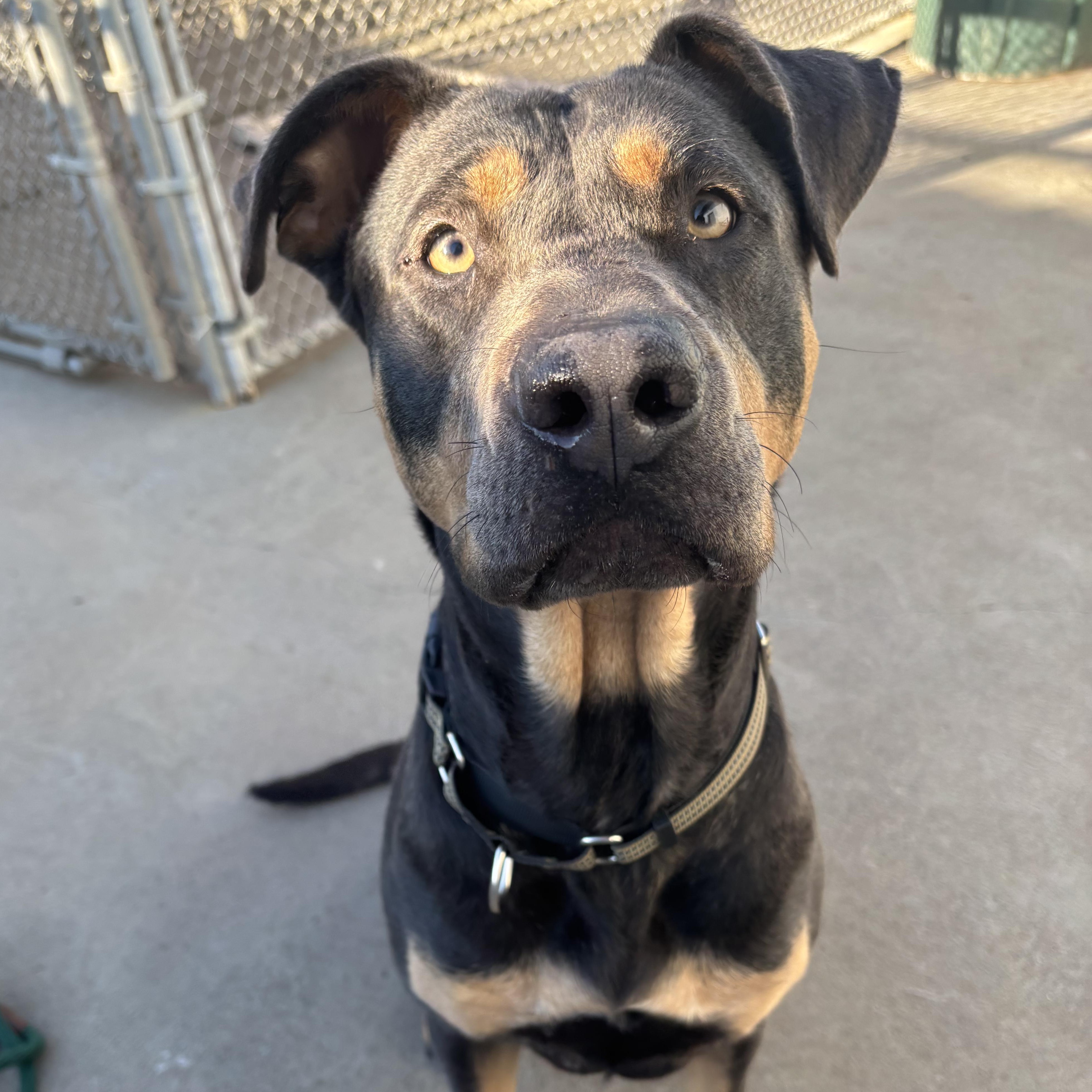 Enlarge Miss Mooney , a Adoptable mixed breed in The Dalles, OR image 2/5