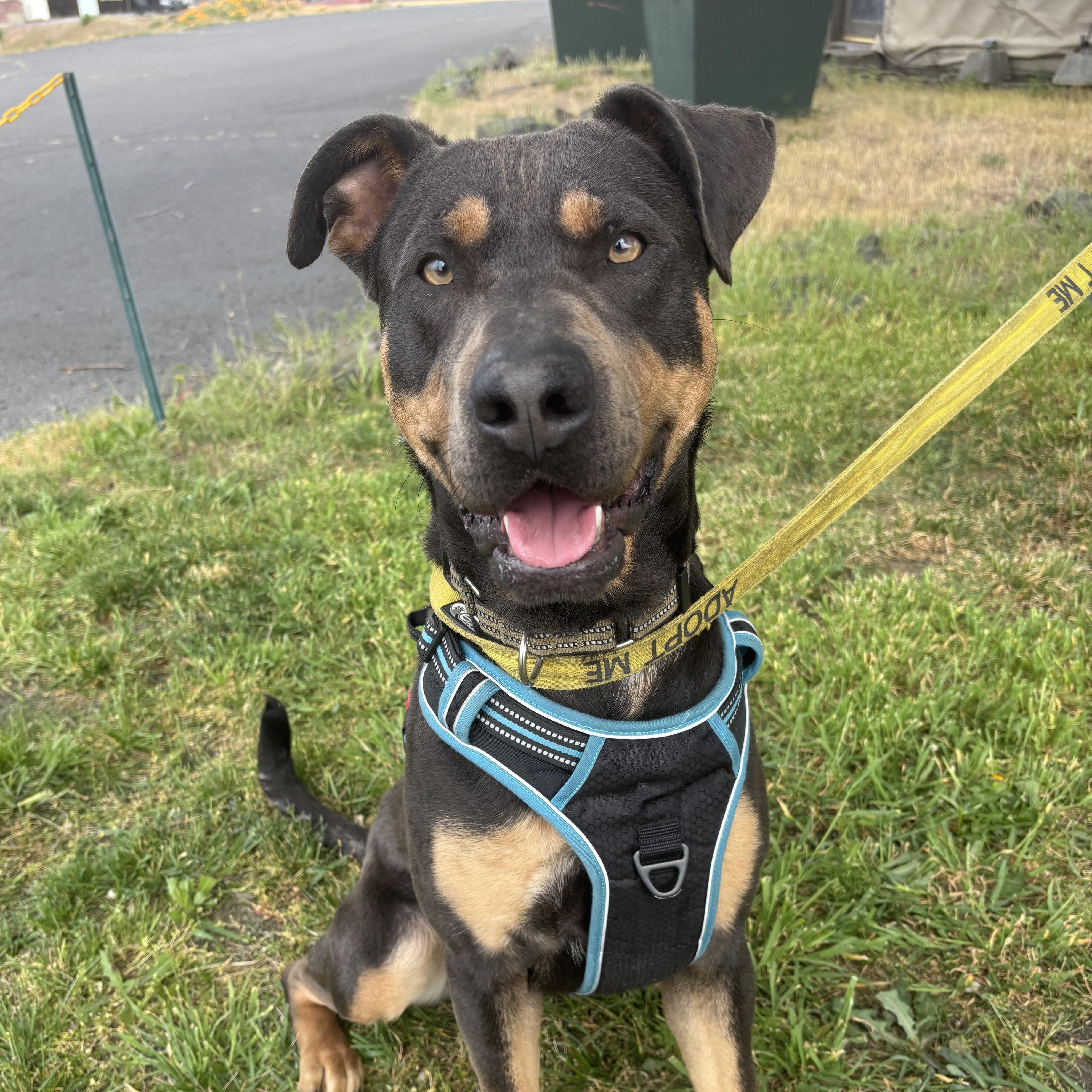 Enlarge Miss Mooney , a Adoptable mixed breed in The Dalles, OR image 3/5
