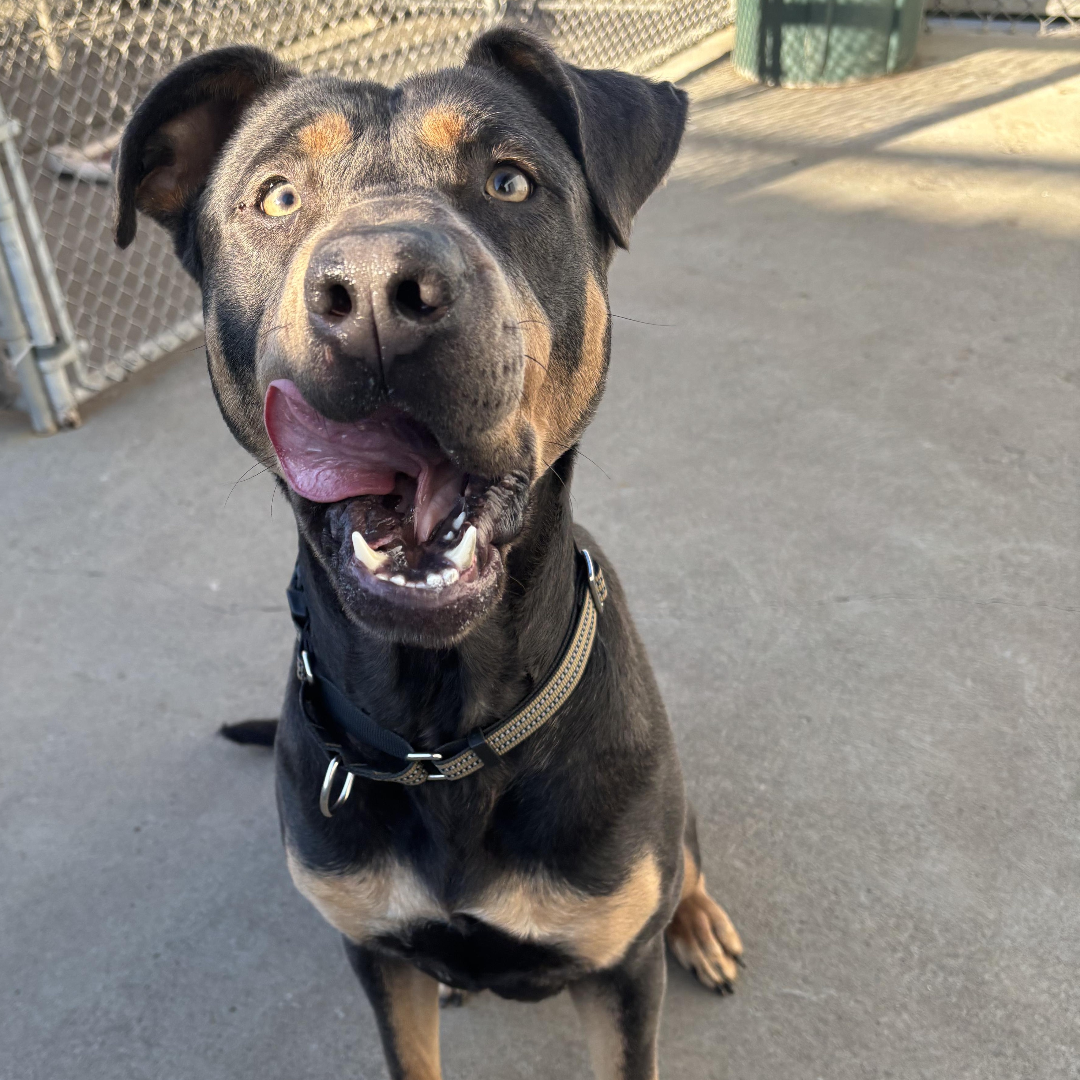 Enlarge Miss Mooney , a Adoptable mixed breed in The Dalles, OR image 5/5