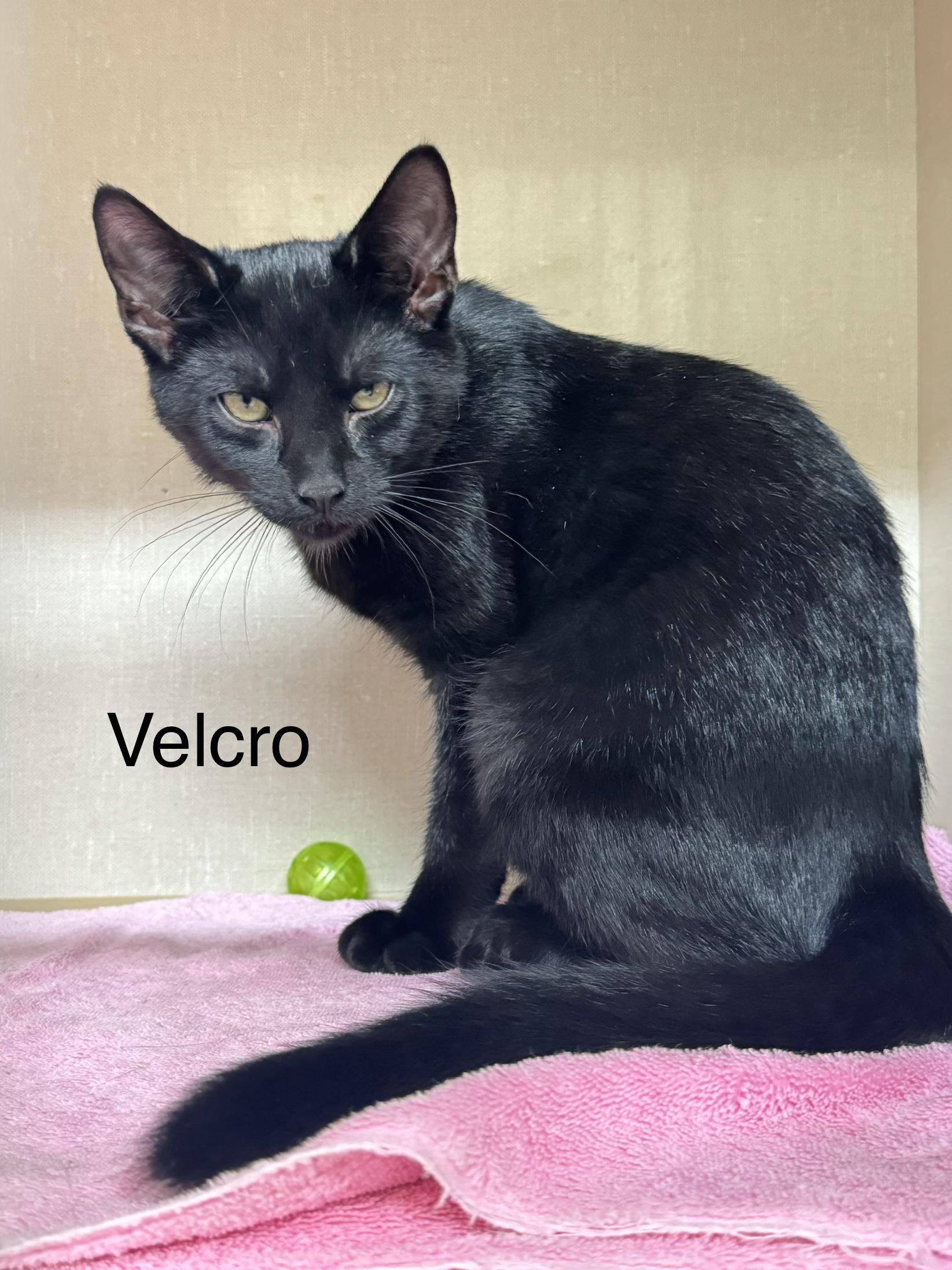 Enlarge Velcro, a Adoptable Domestic Short Hair in Ulster, PA image 1/1