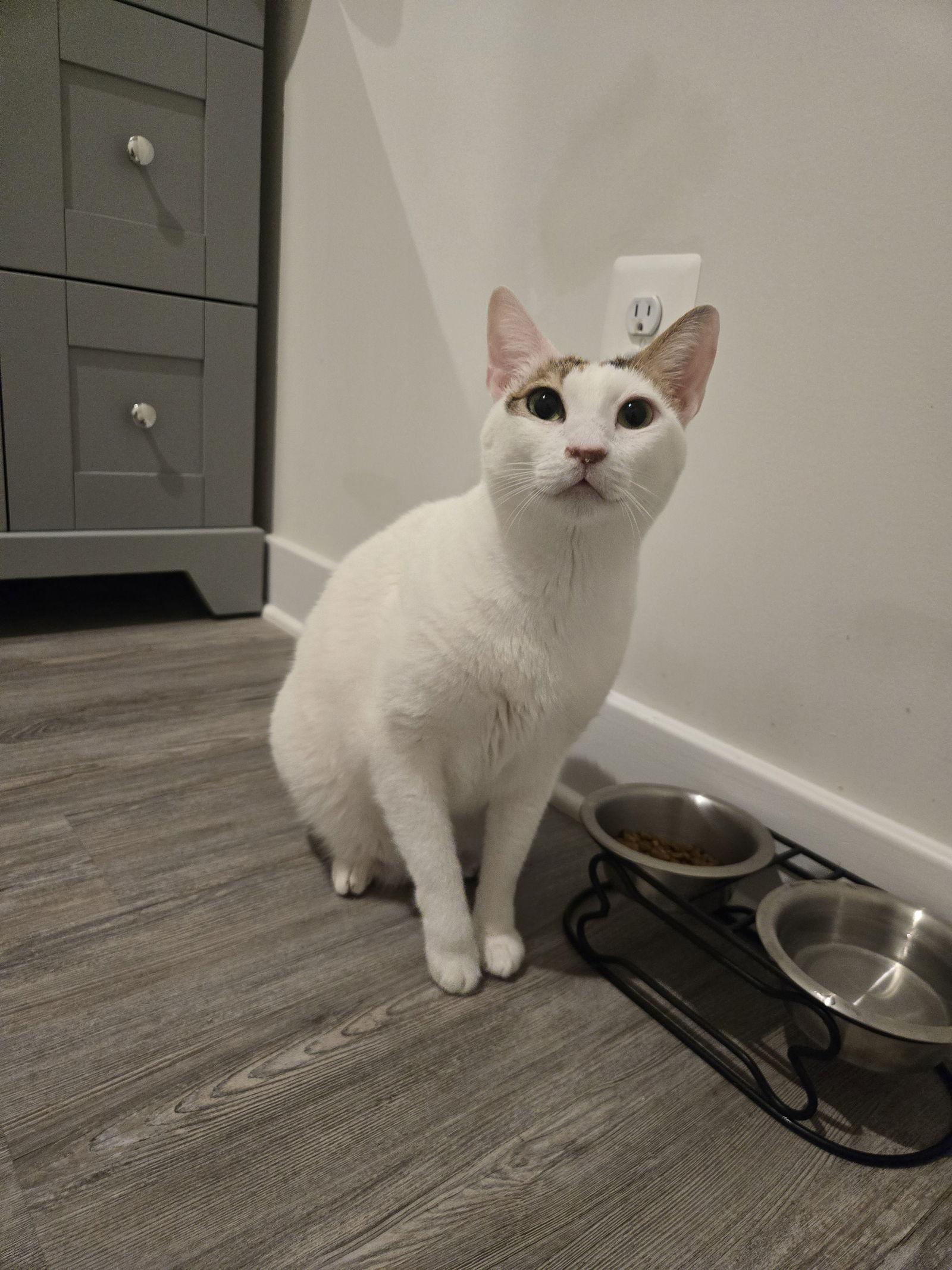 Princess Aurora from kuwait, Adoptable, Adult Female Oriental Short Hair.