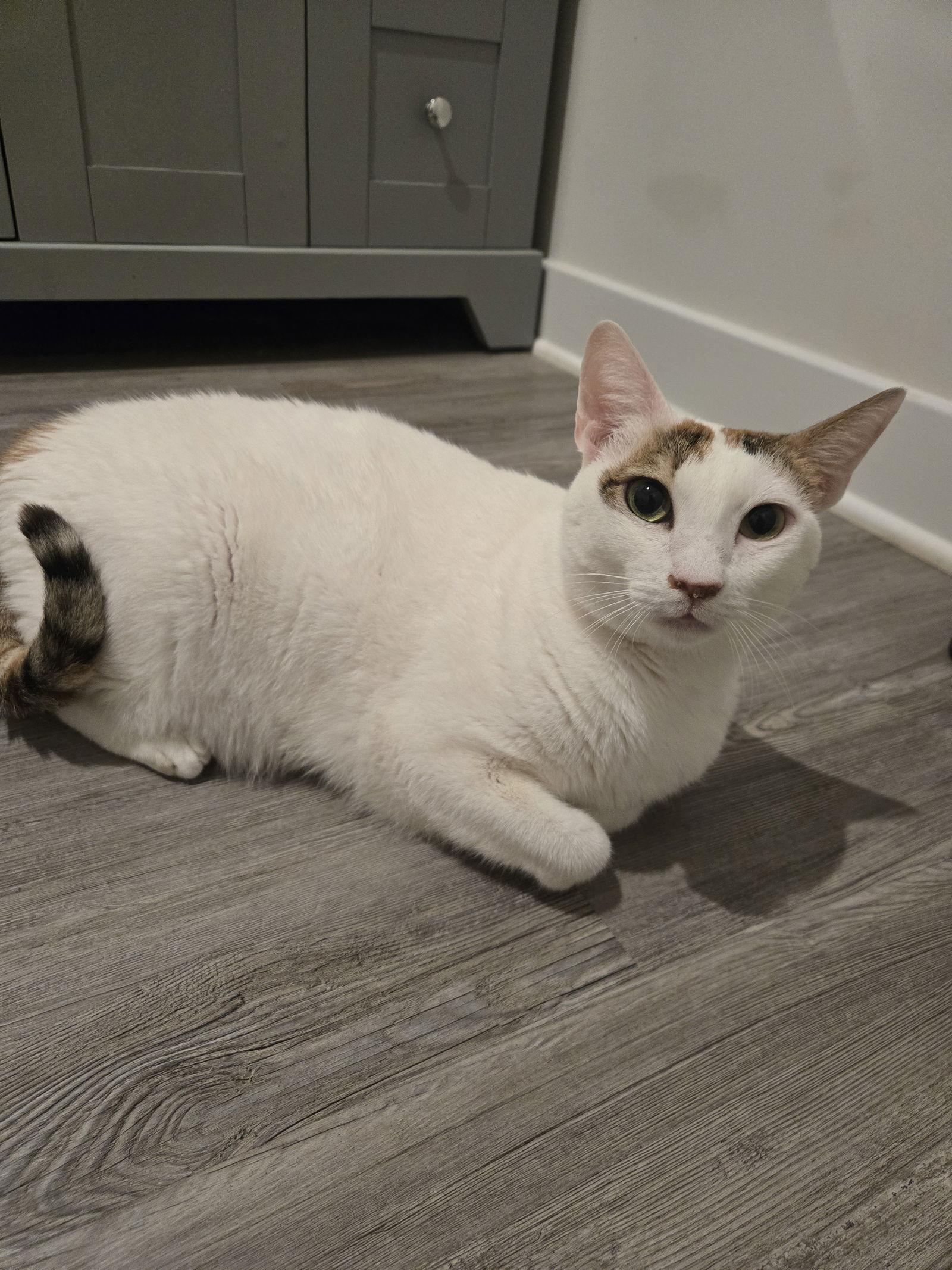 Princess Aurora from kuwait, a Adoptable Oriental Short Hair in Herndon, VA image 2/3