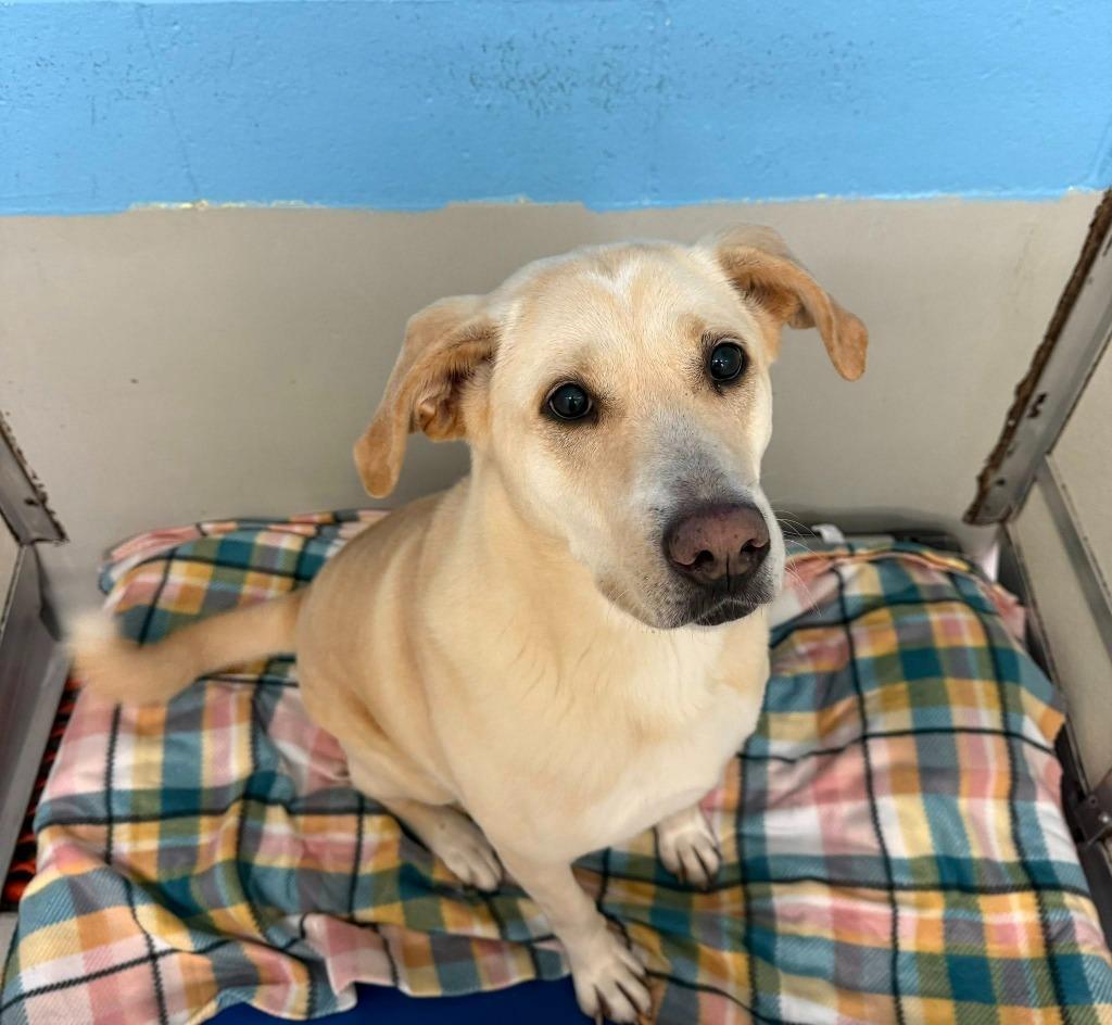 Sophie (Ginger), a Adoptable mixed breed in Augusta, GA image 1/3