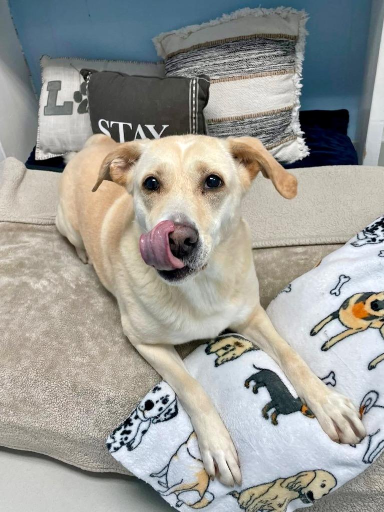 Enlarge Sophie (Ginger), a Adoptable mixed breed in Augusta, GA image 3/3