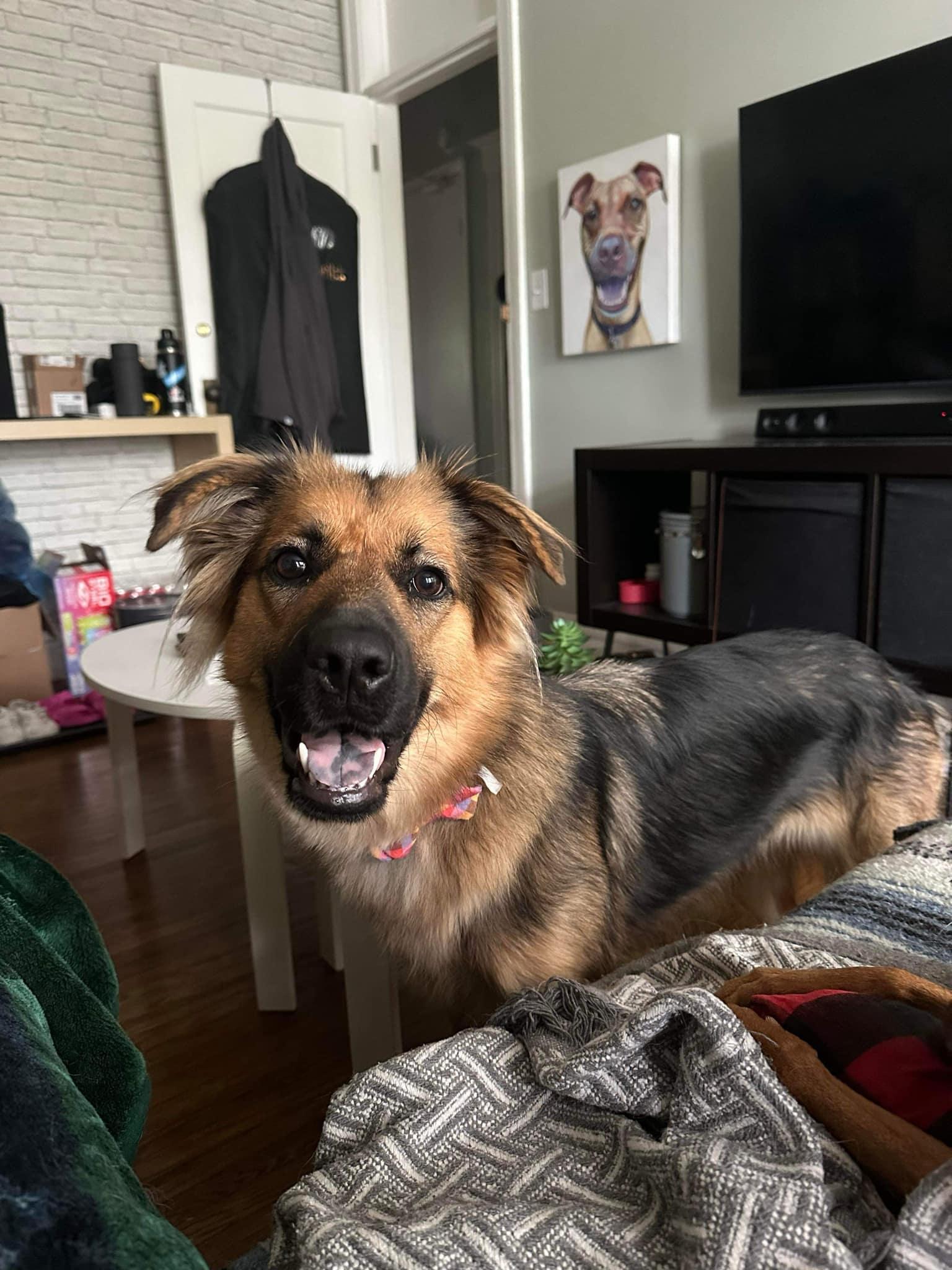 Reika, Adoptable, Adult Female German Shepherd Dog & Mixed Breed.