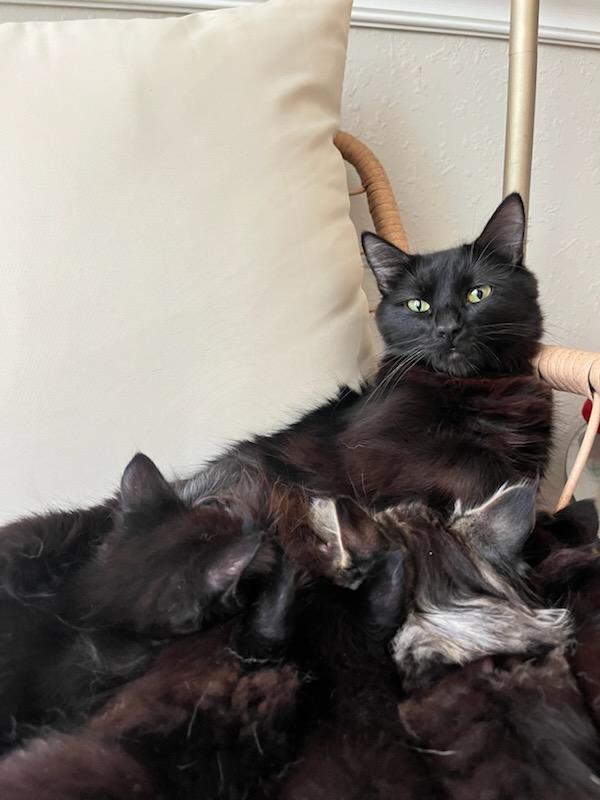 Phoebe, Adoptable, Adult Female Domestic Short Hair.