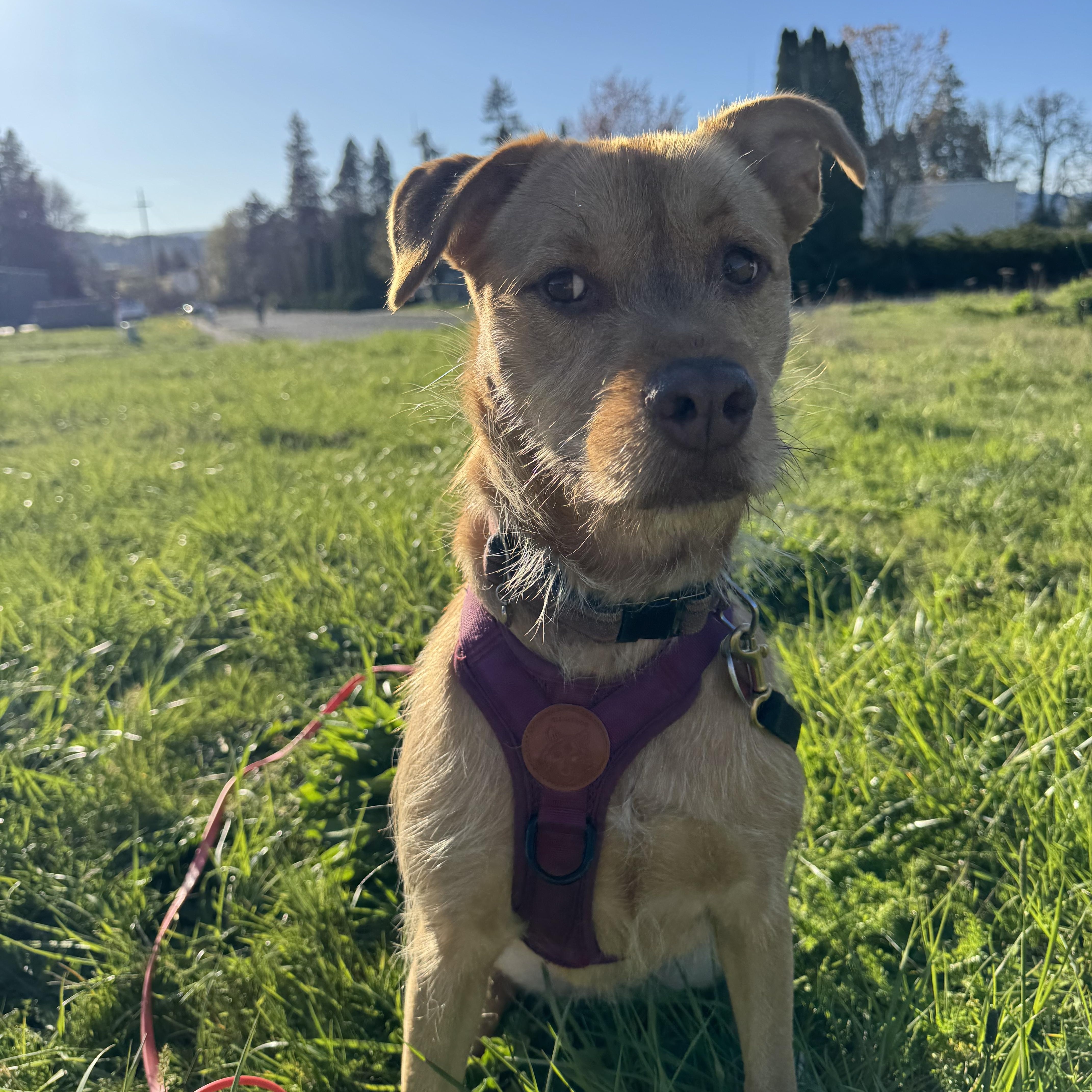 Enlarge Zuma (Behavioral Special Needs), a ADOPTABLE mixed breed in Hood River, OR image 3/3