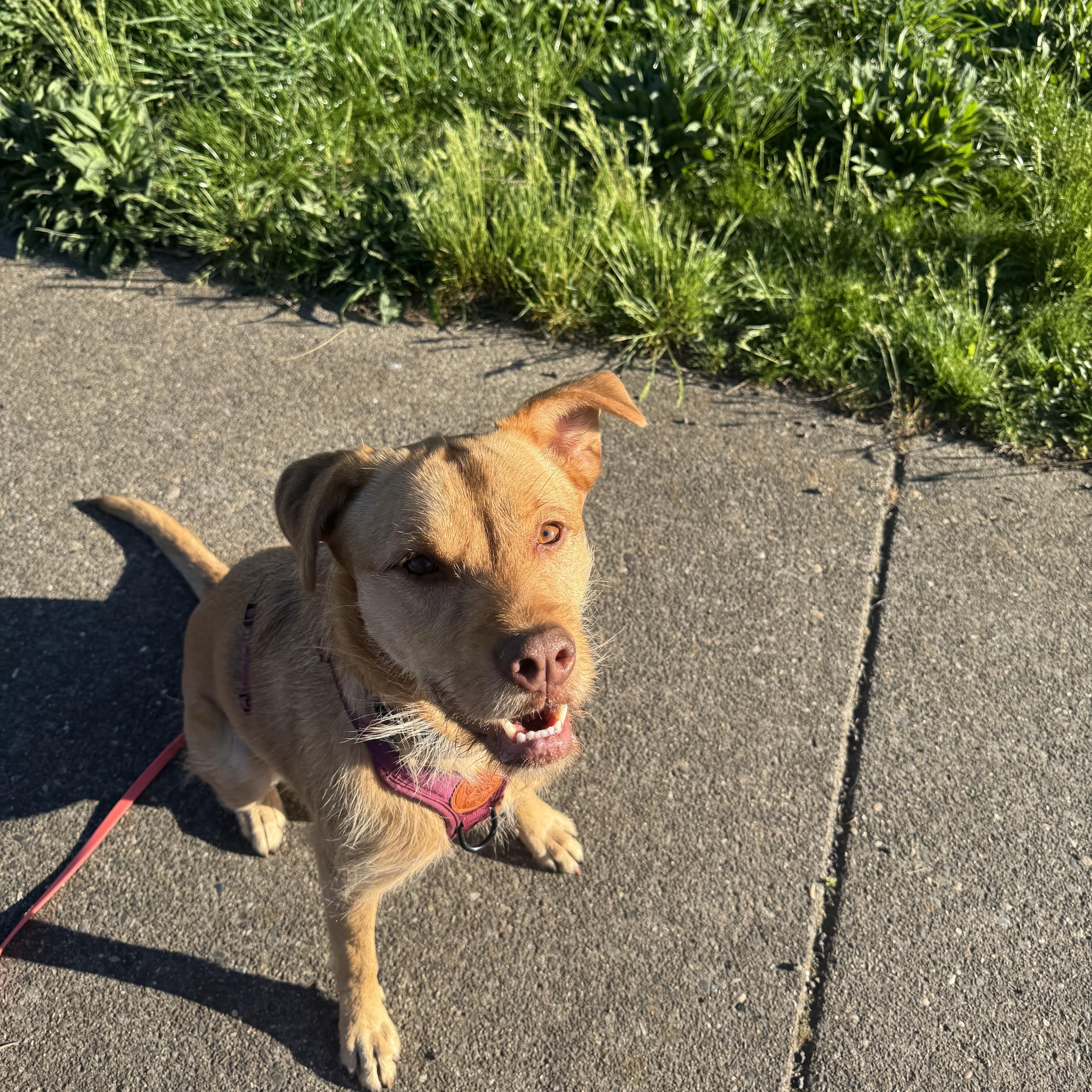 Enlarge Zuma (Behavioral Special Needs), a ADOPTABLE mixed breed in Hood River, OR image 1/3