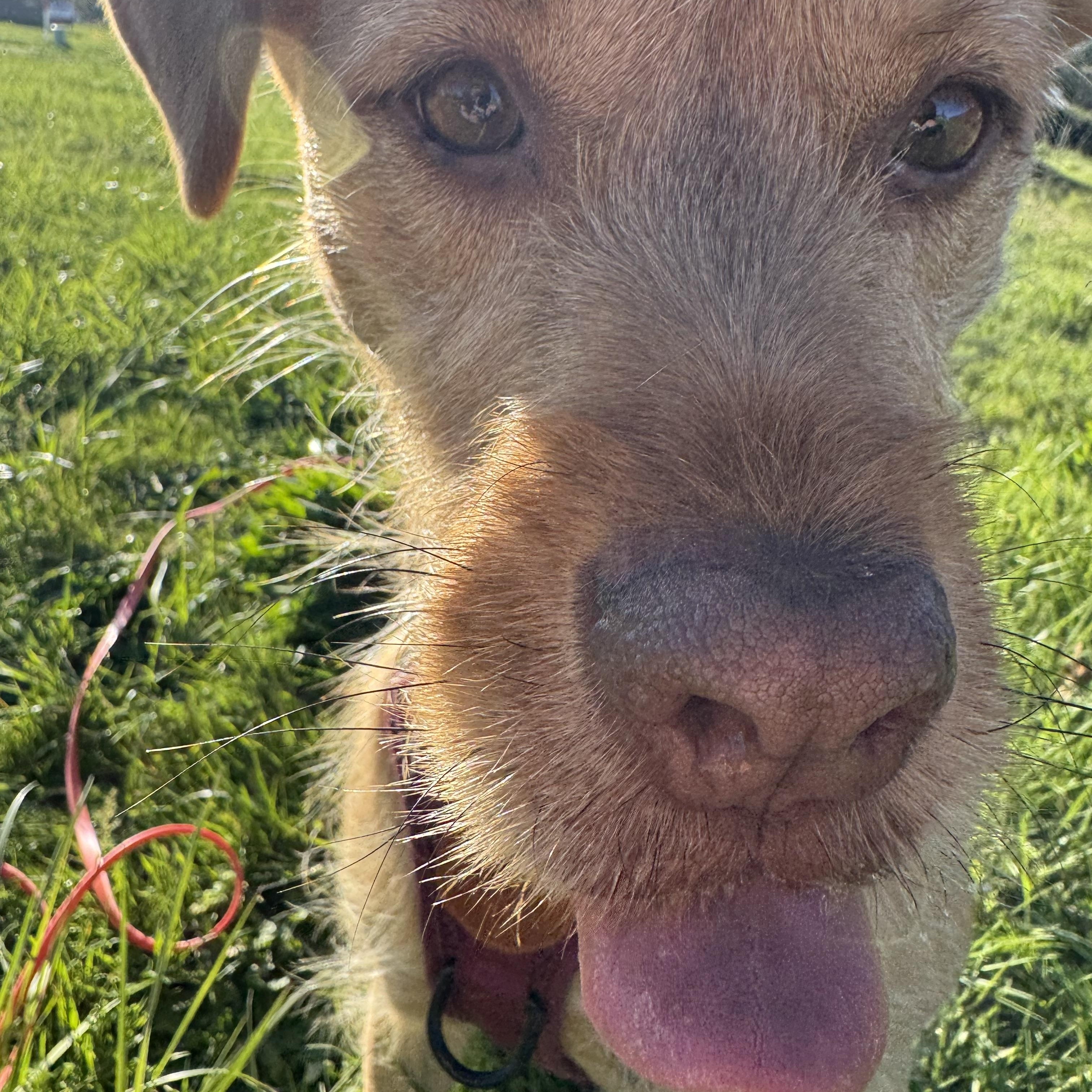 Enlarge Zuma (Behavioral Special Needs), a ADOPTABLE mixed breed in Hood River, OR image 2/3