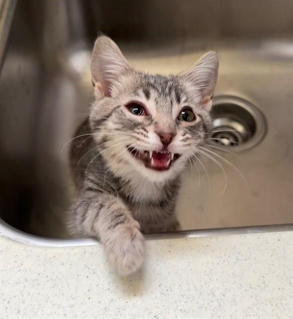 Enlarge CHARM, a Adoptable Domestic Short Hair in Louisville, KY image 1/1