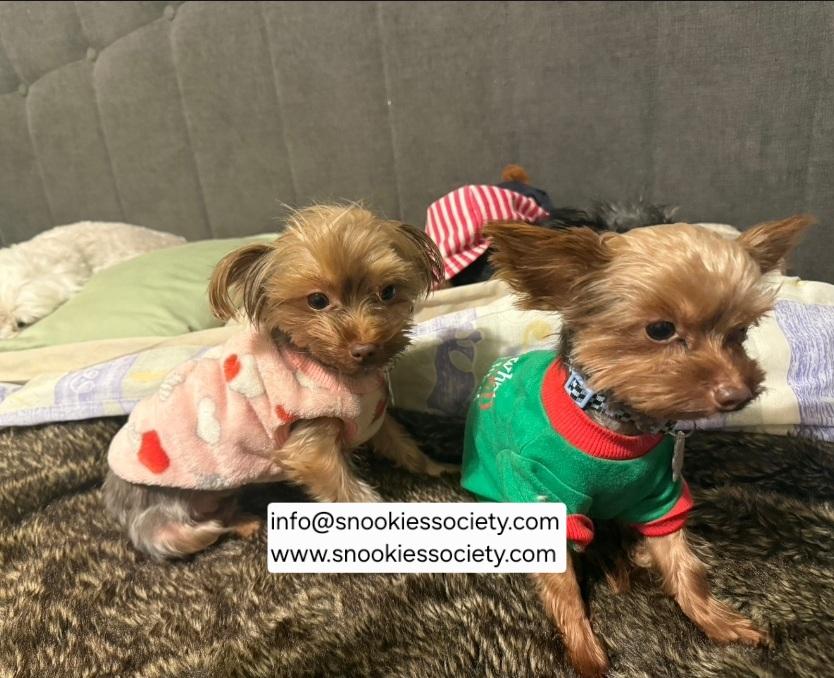 Shou Shou and Luna, ADOPTABLE, Adult Female Yorkshire Terrier.