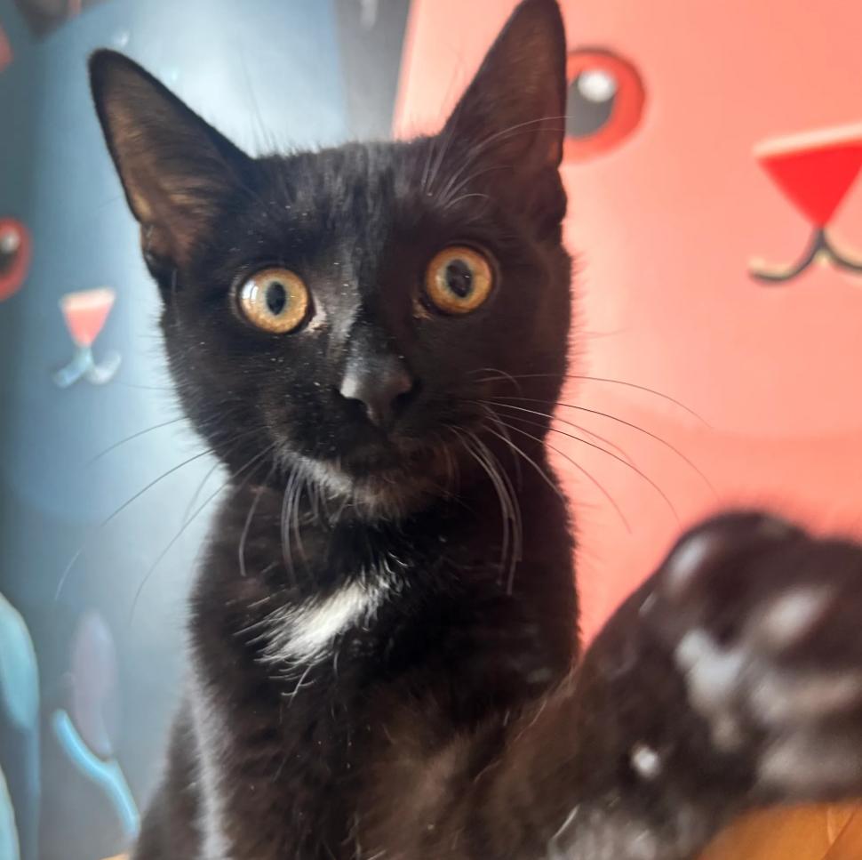 Ursula, Adoptable, Young Female Domestic Short Hair.