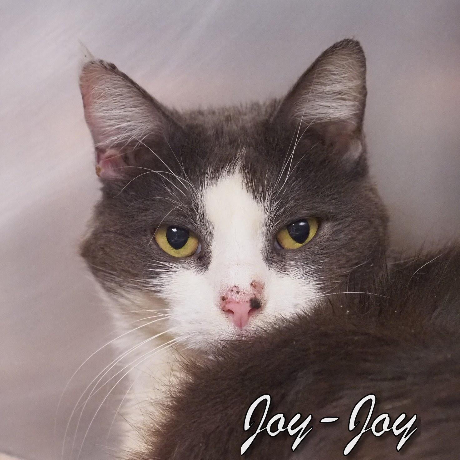 Joy-Joy, adopted, Senior Female Domestic Short Hair.