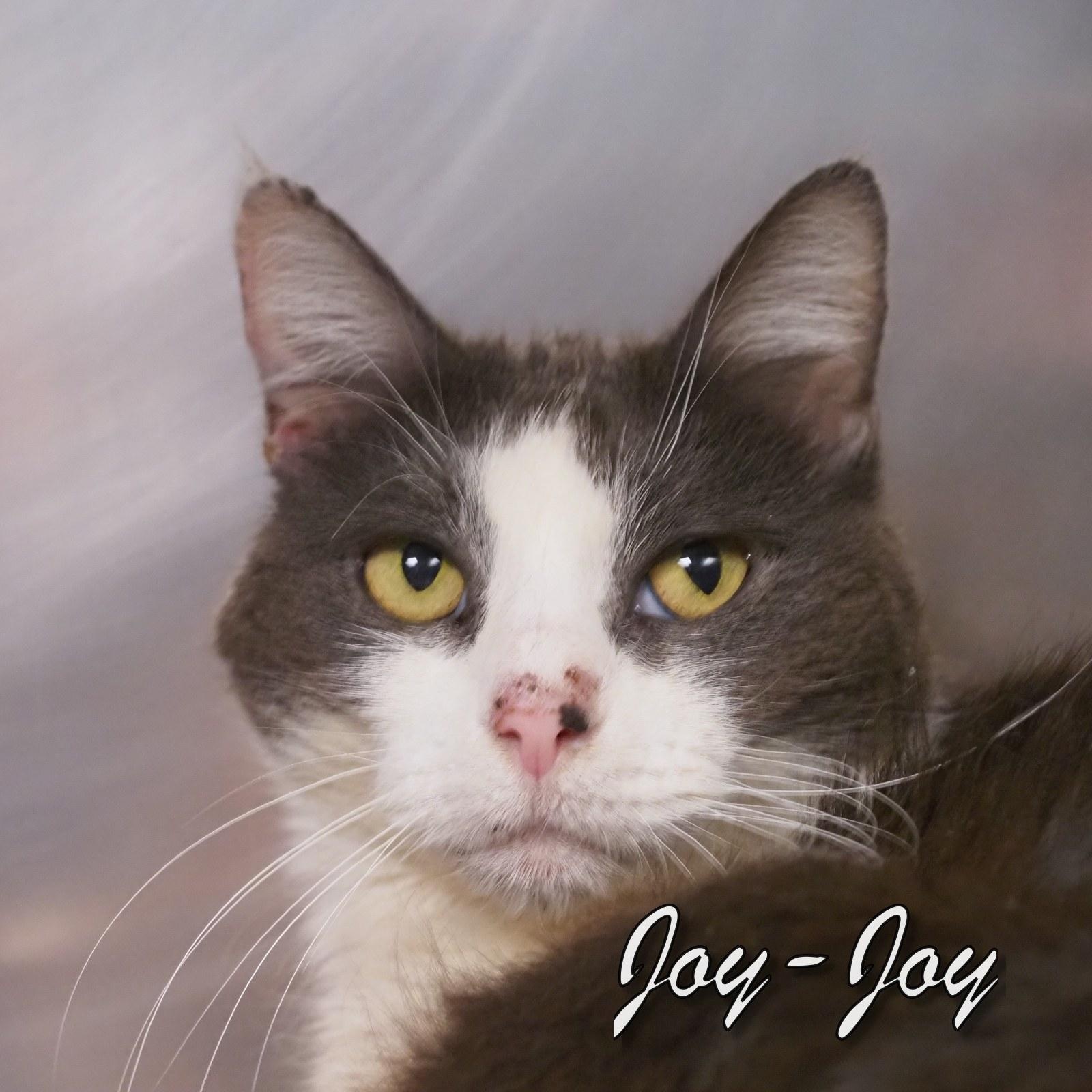 Joy-Joy, an adopted Domestic Short Hair in Cape May Court House, NJ image 2/4
