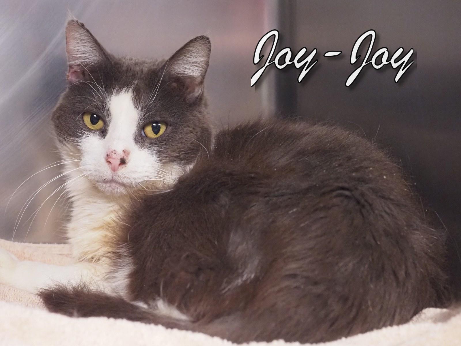 Joy-Joy, an adopted Domestic Short Hair in Cape May Court House, NJ image 3/4
