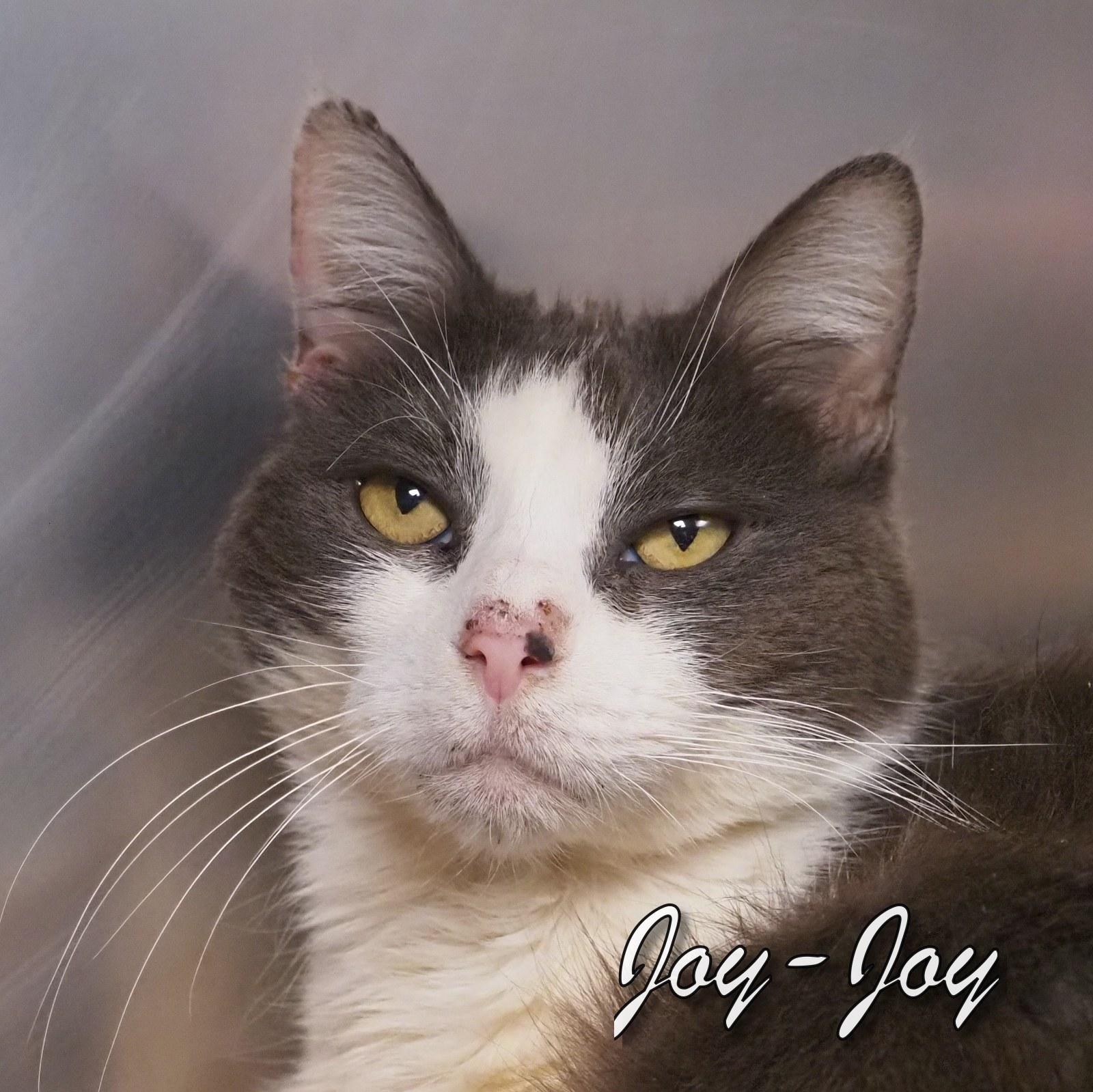 Joy-Joy, an adopted Domestic Short Hair in Cape May Court House, NJ image 4/4