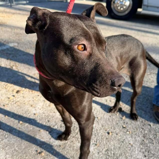Enlarge Nyx, a Adoptable Pit Bull Terrier in Vinita, OK image 4/5