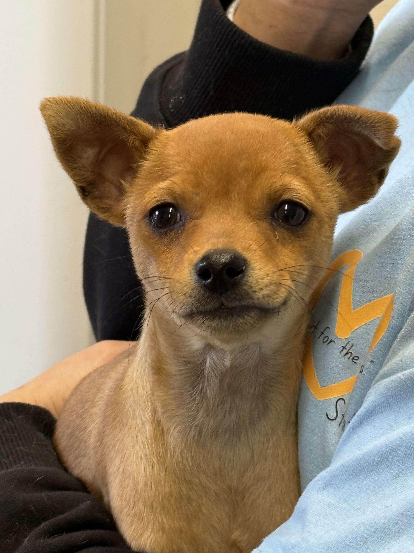 Lark, Adopted, Puppy Female Chihuahua.