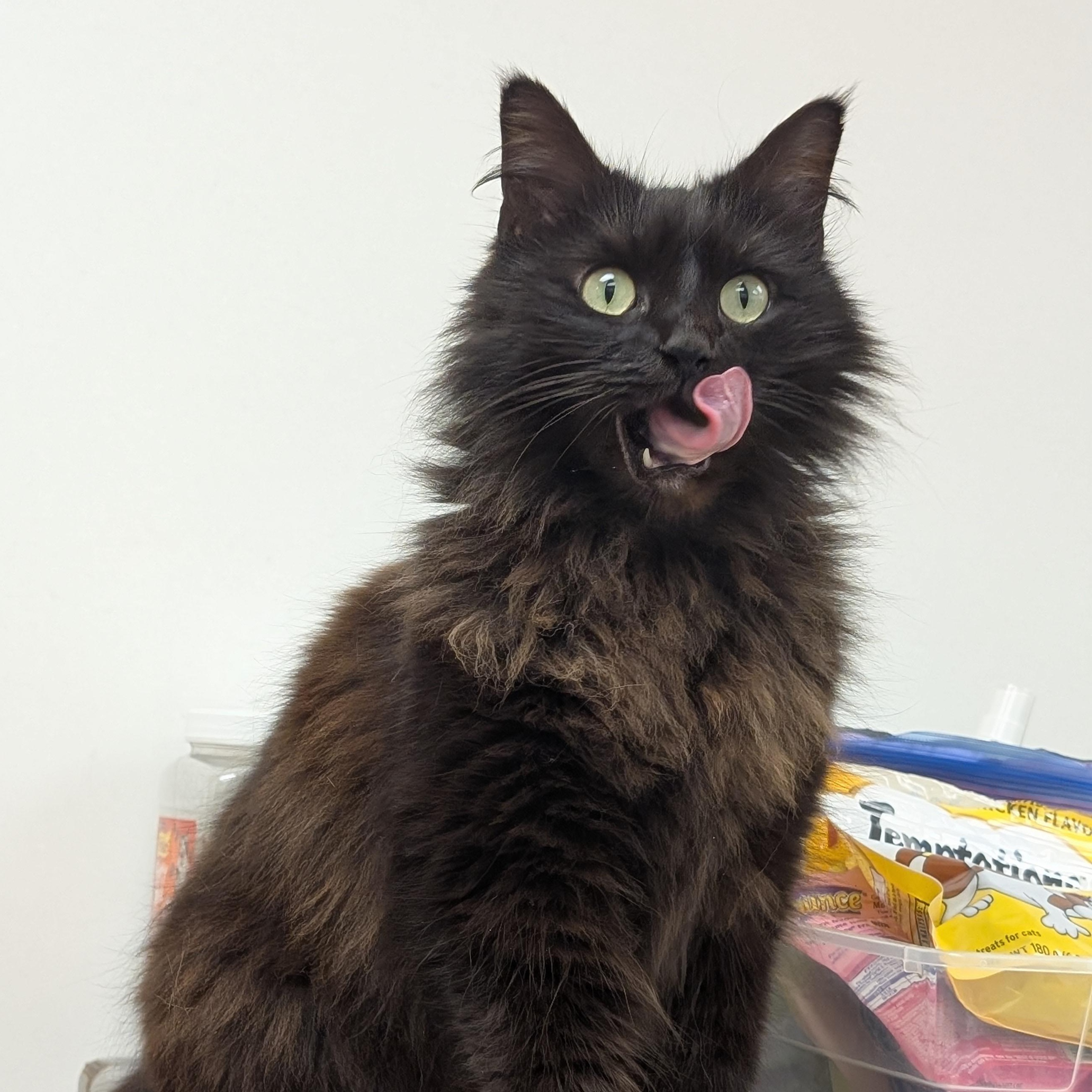 Enlarge Flora, a ADOPTABLE Domestic Medium Hair in St. Augustine, FL image 4/6