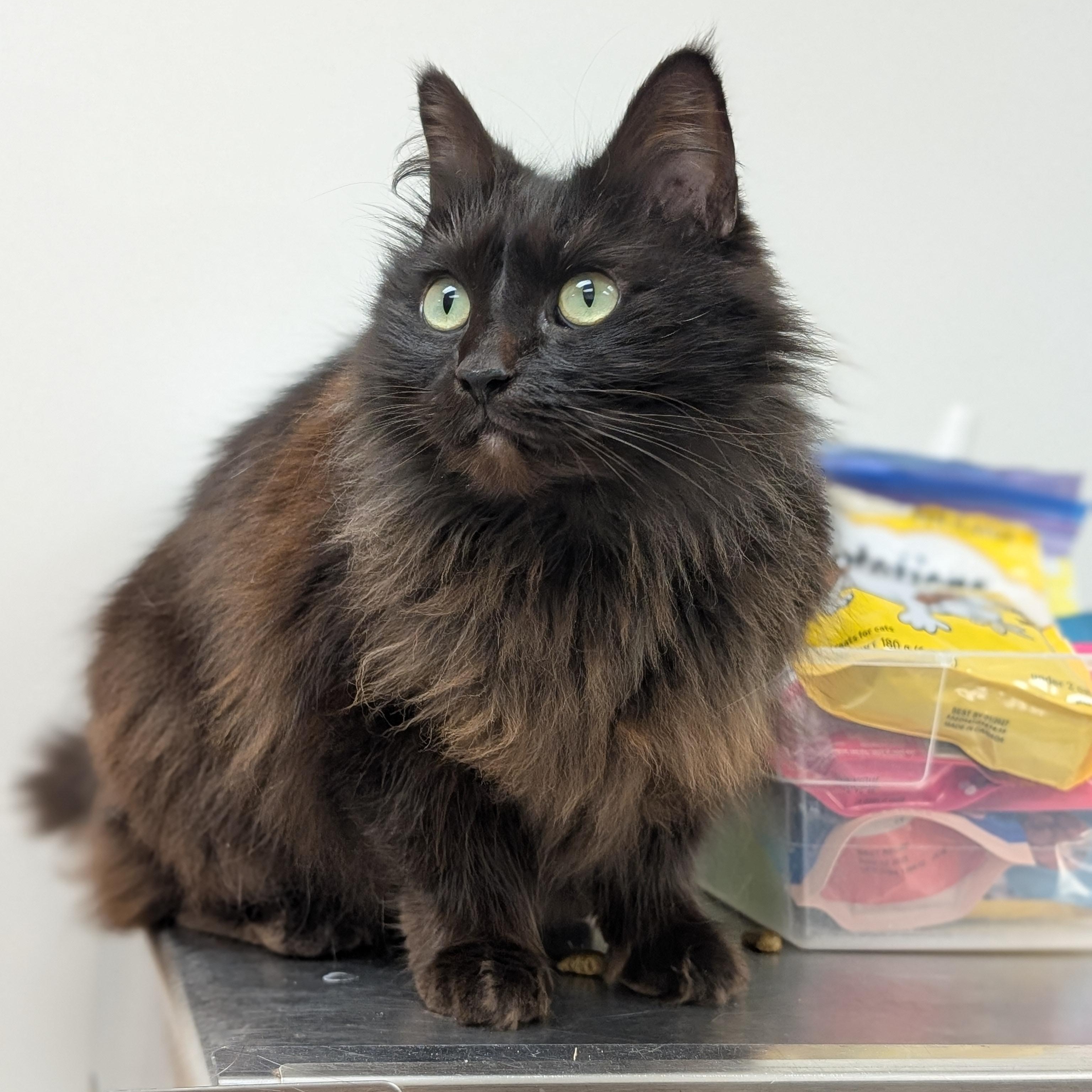 Enlarge Flora, a ADOPTABLE Domestic Medium Hair in St. Augustine, FL image 1/6