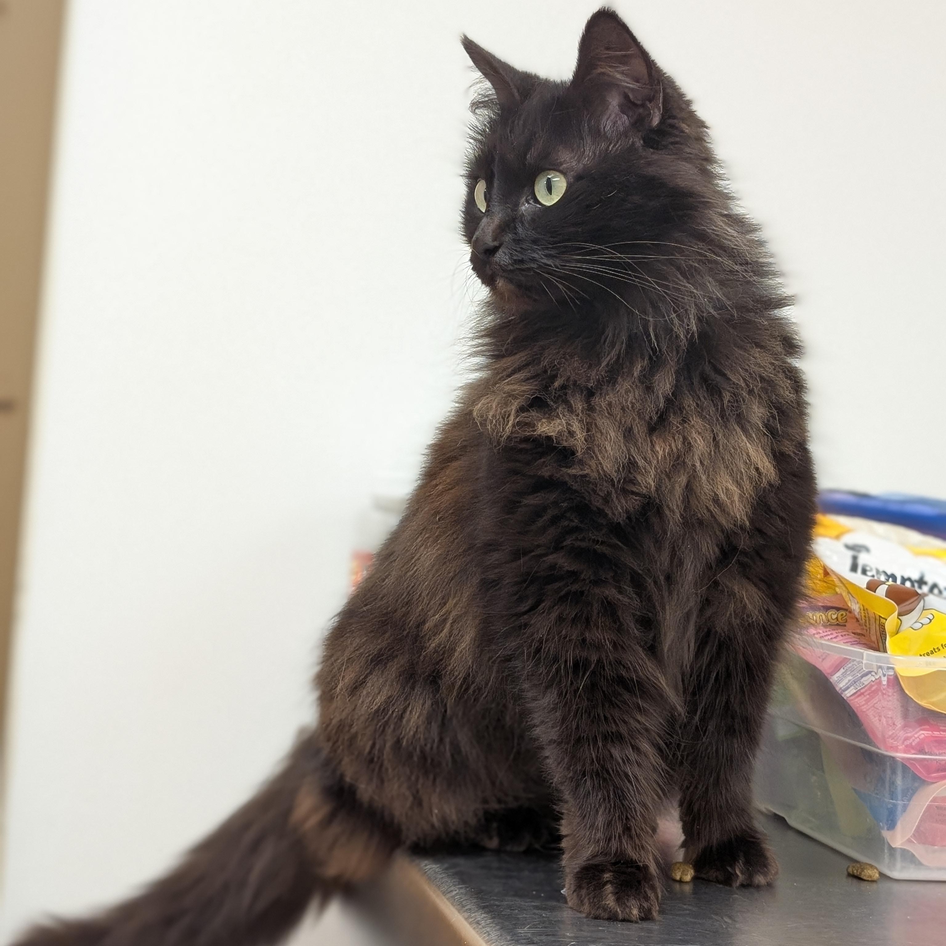 Enlarge Flora, a ADOPTABLE Domestic Medium Hair in St. Augustine, FL image 5/6