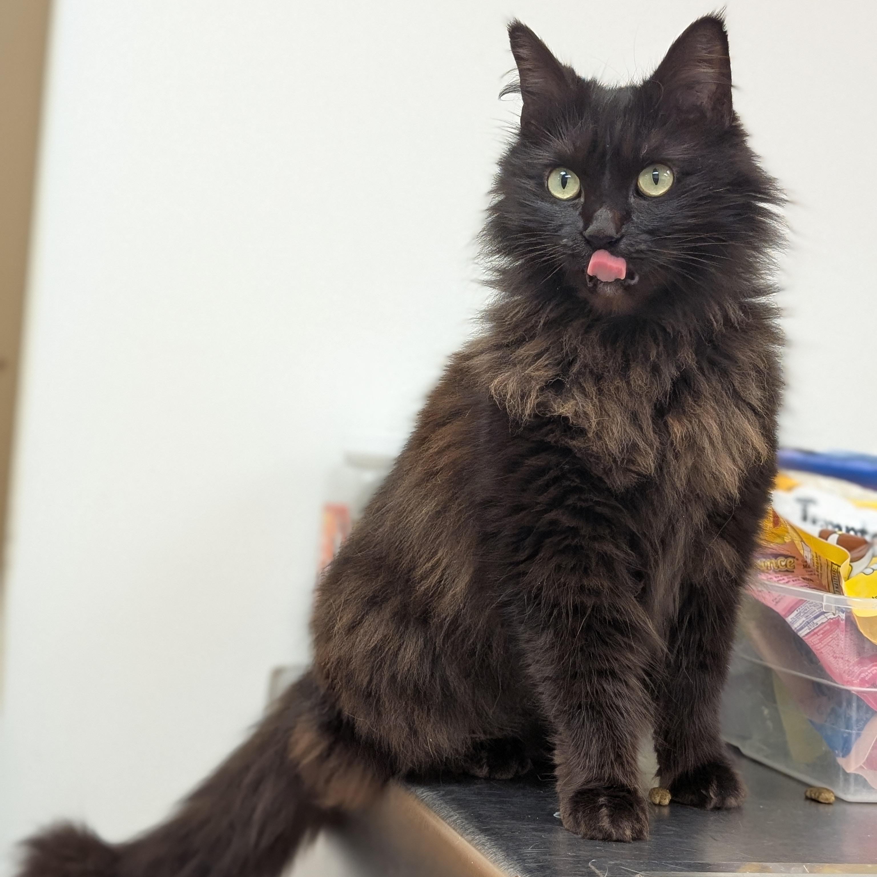 Enlarge Flora, a ADOPTABLE Domestic Medium Hair in St. Augustine, FL image 6/6