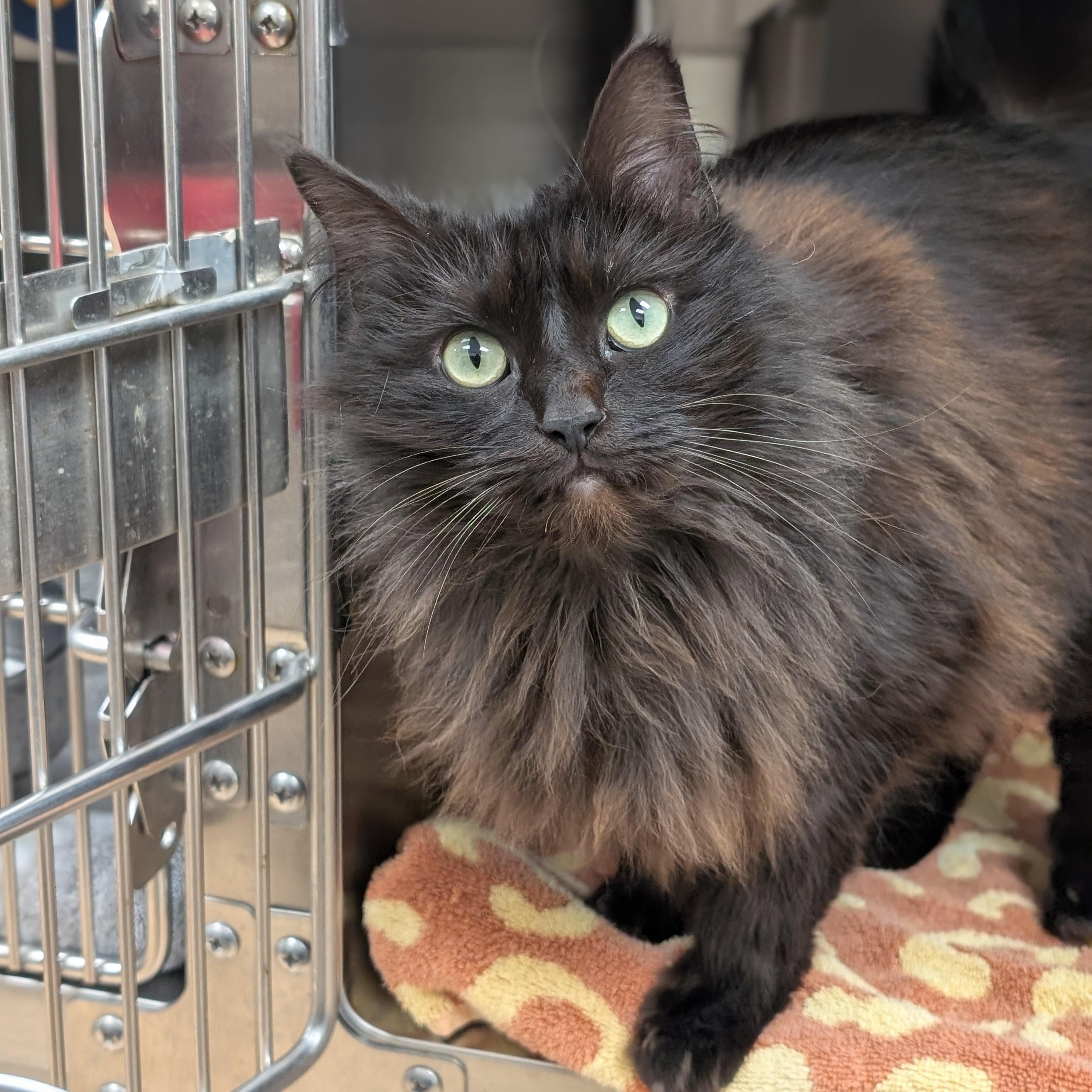 Enlarge Flora, a ADOPTABLE Domestic Medium Hair in St. Augustine, FL image 2/6