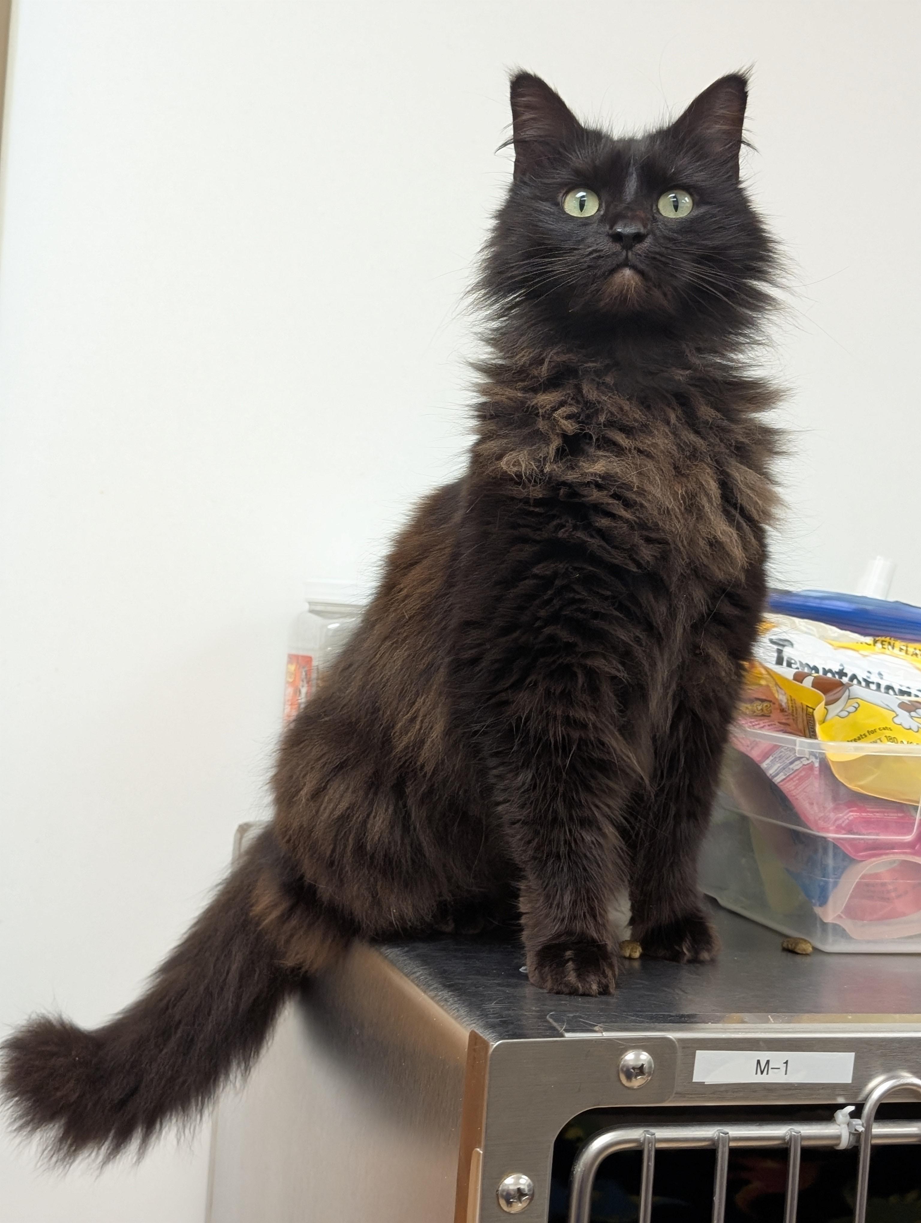 Enlarge Flora, a ADOPTABLE Domestic Medium Hair in St. Augustine, FL image 3/6