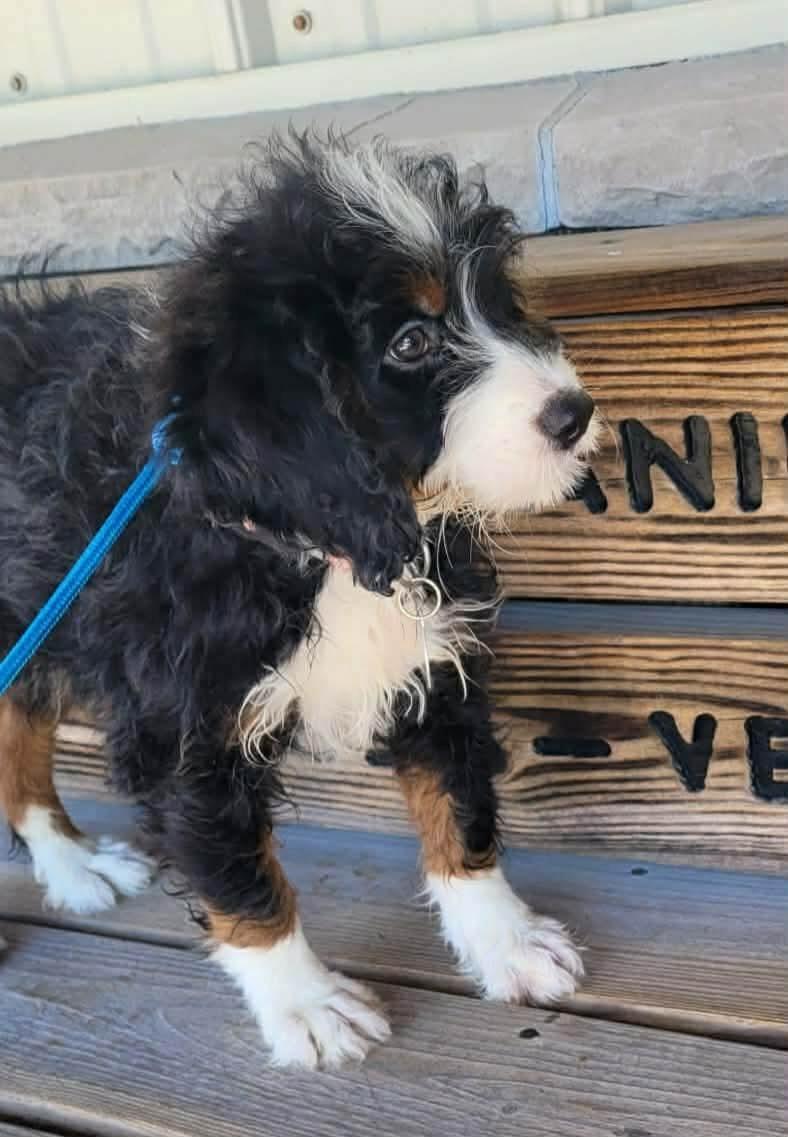 Enlarge Bernice, an adopted Bernadoodle in St. Clairsville, OH image 3/4