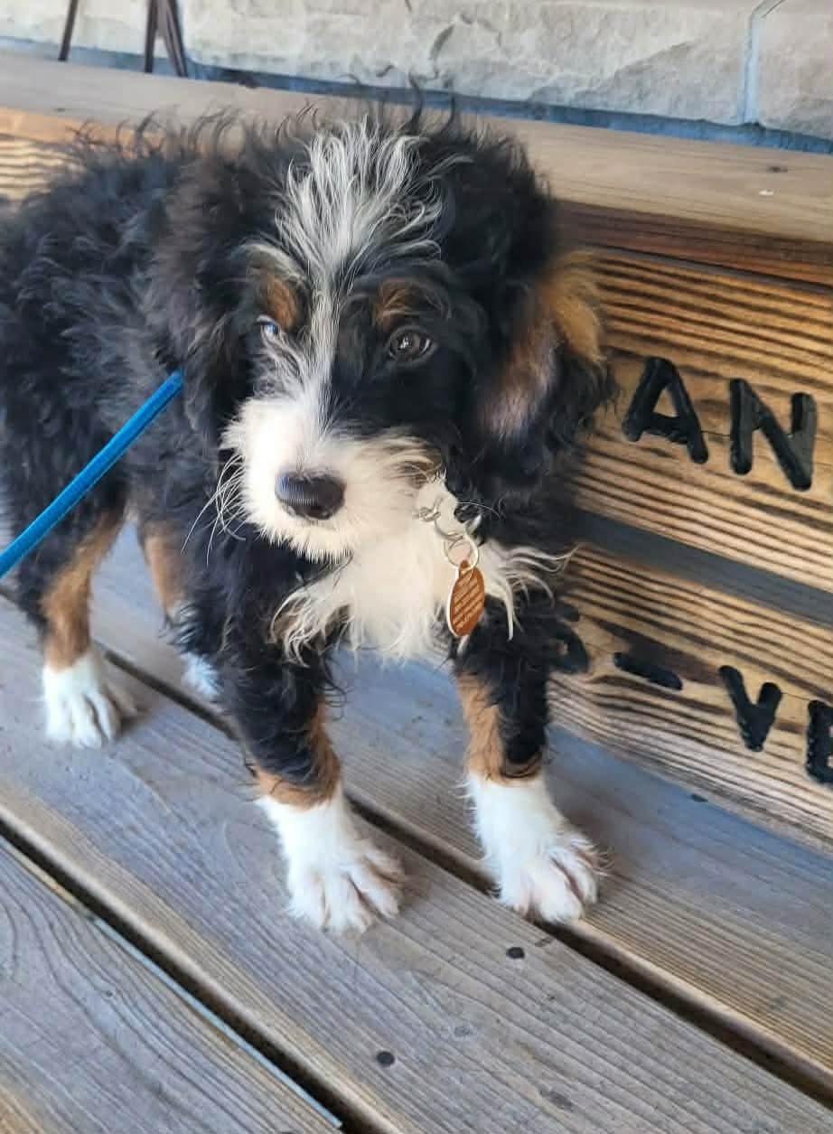 Enlarge Bernice, an adopted Bernadoodle in St. Clairsville, OH image 4/4