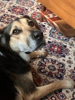 Fitz, Adoptable, Adult Male German Shepherd Dog & Hound.