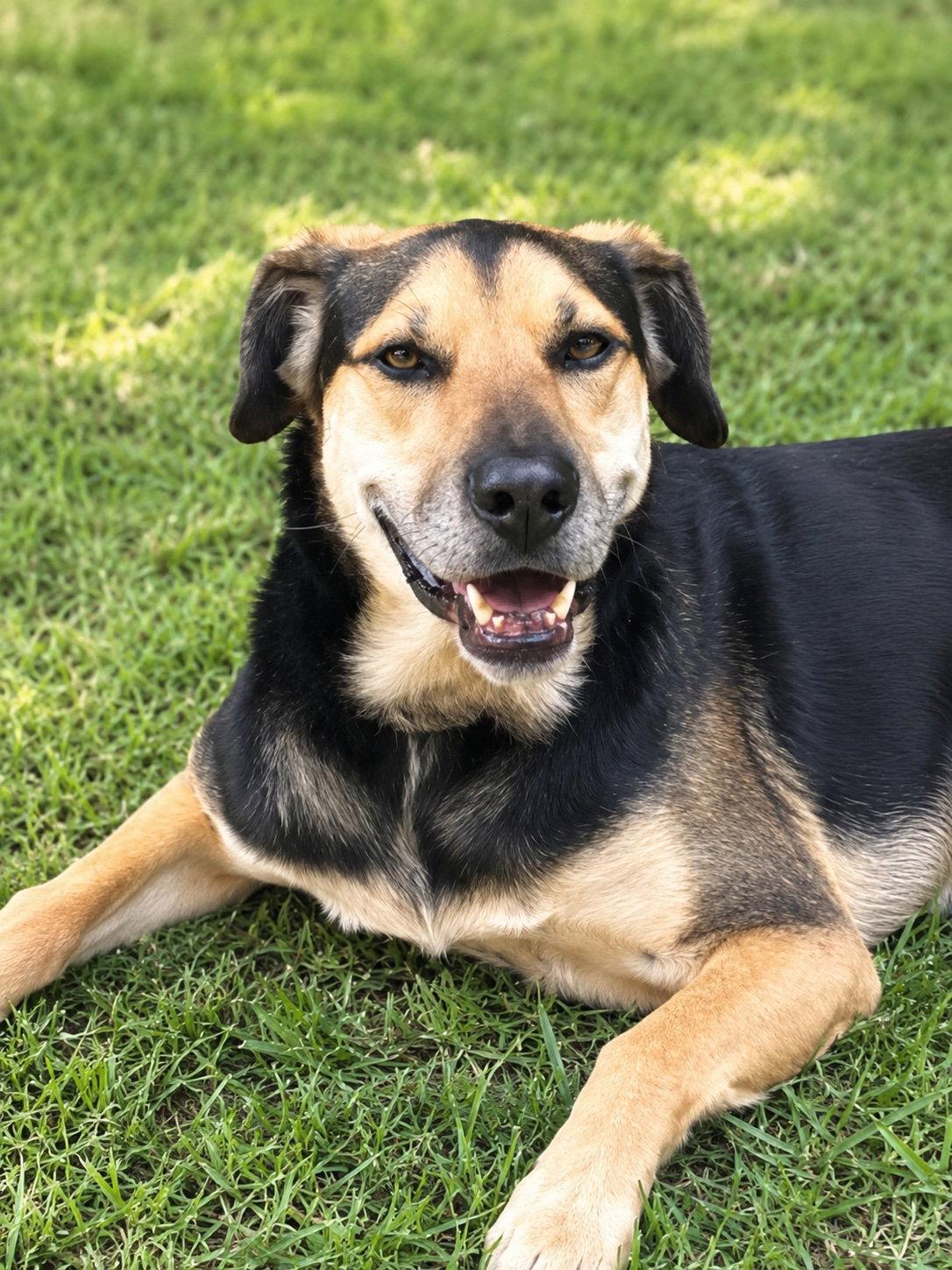 Fitz, Adoptable, Adult Male German Shepherd Dog & Hound.