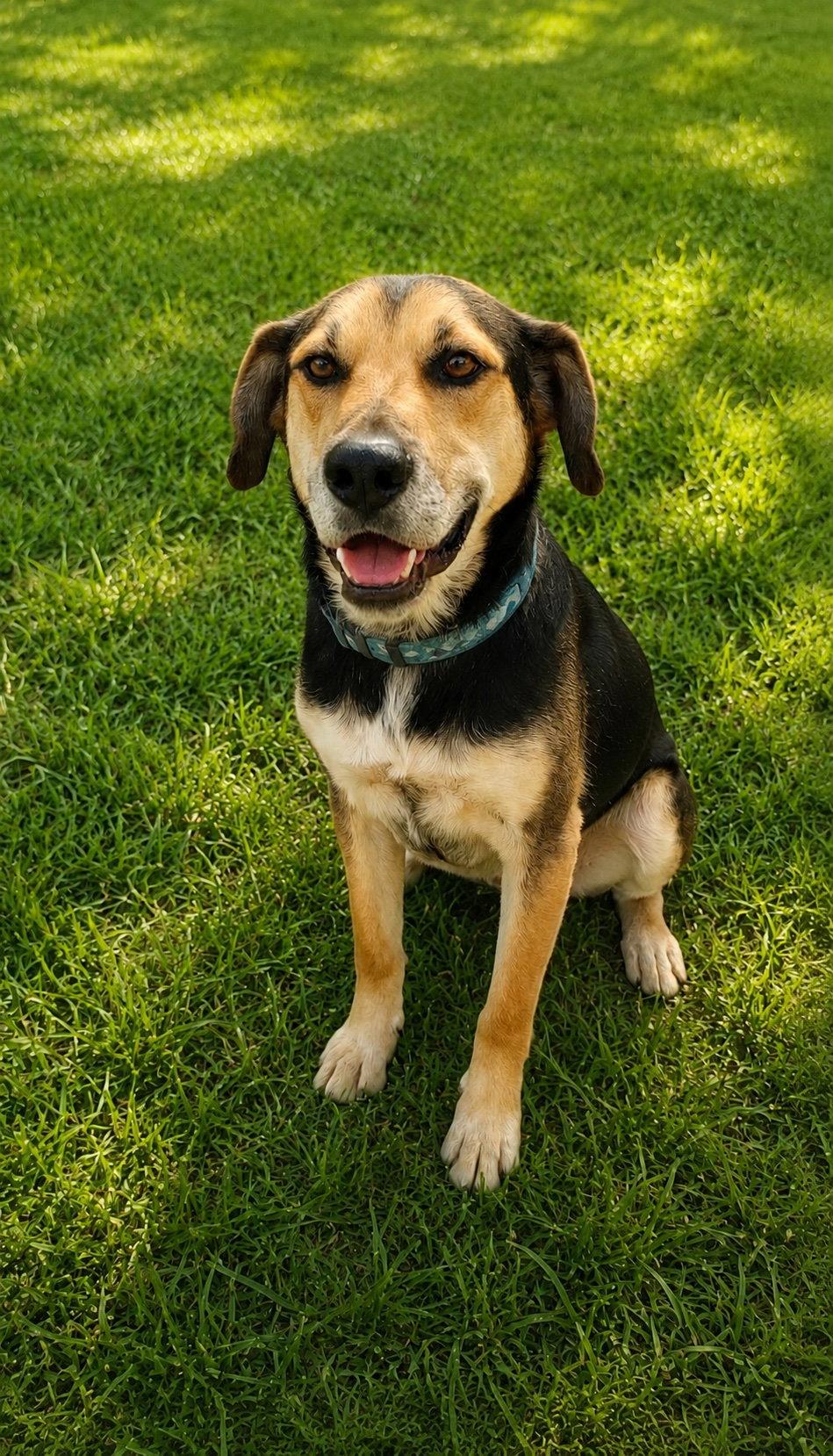 Fitz, a Adoptable mixed breed in Baltimore, MD image 2/3