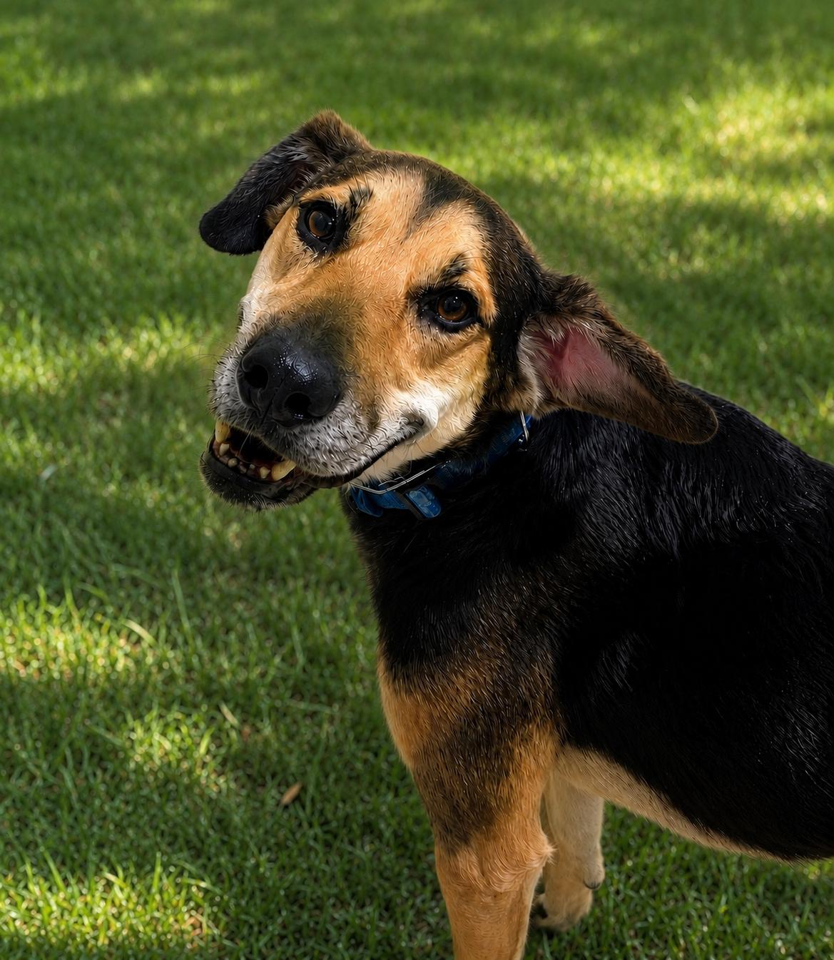 Fitz, a Adoptable mixed breed in Baltimore, MD image 2/3
