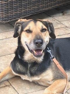 Fitz, a Adoptable mixed breed in Baltimore, MD image 3/3