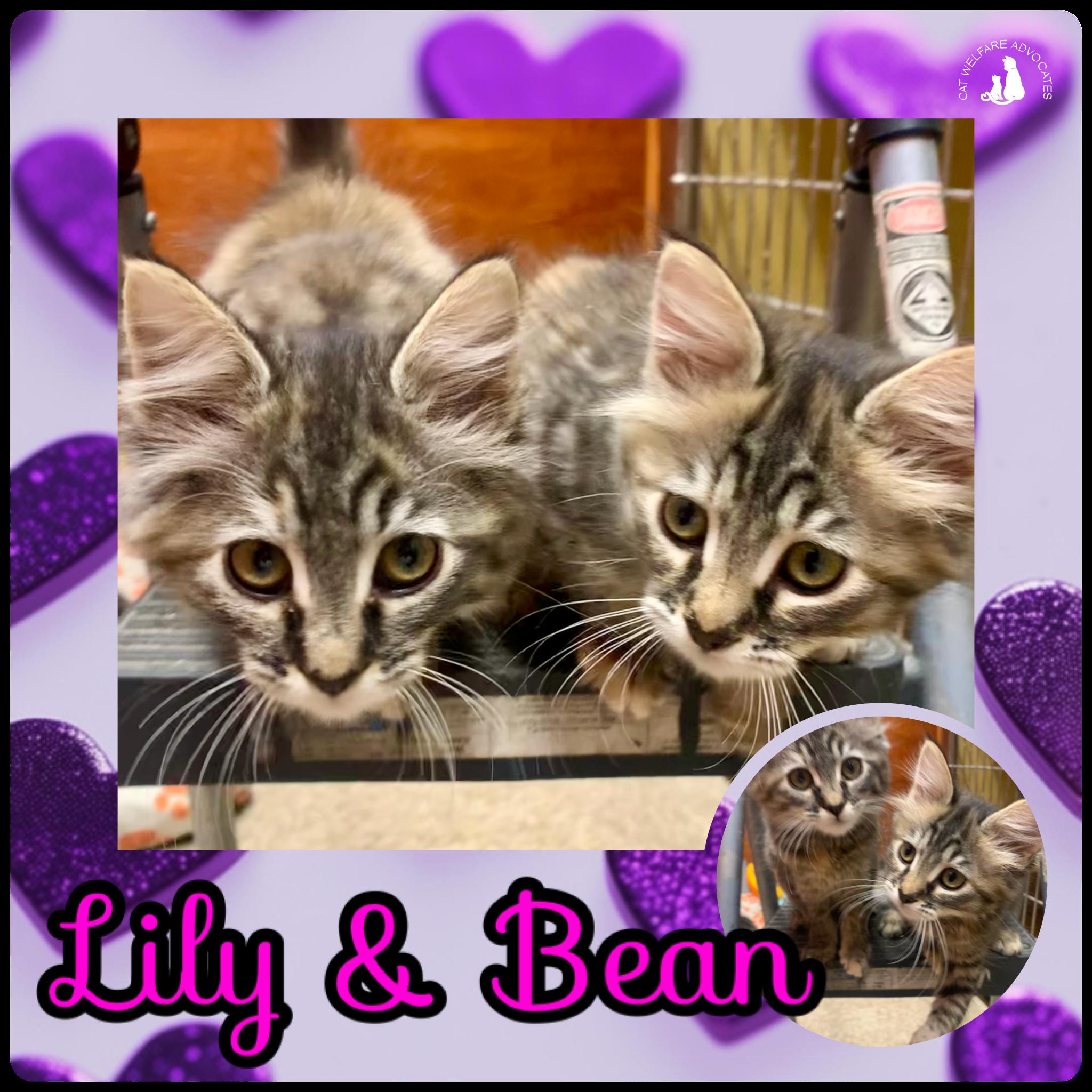 Enlarge Lily & Bean - BONDED PAIR, a ADOPTABLE mixed breed in San Jose, CA image 1/1