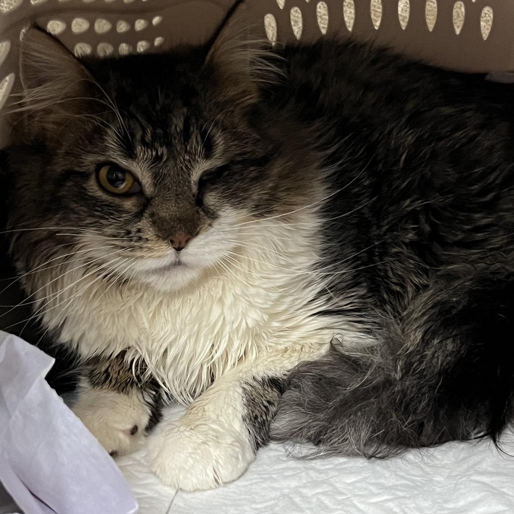 Nova 2 — thumbnail 2