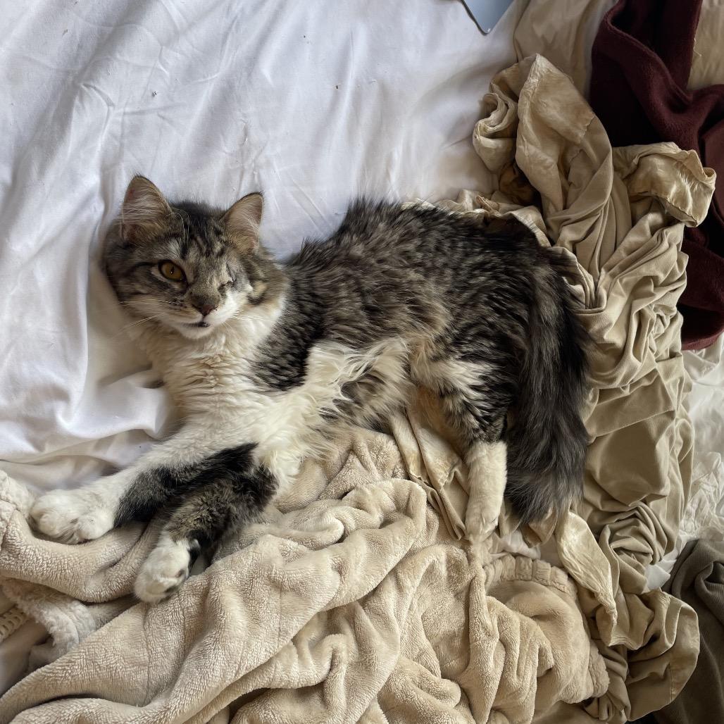 Nova 2 — thumbnail 3