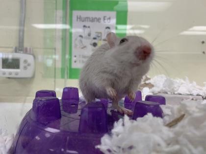 Enlarge Marley, a Adoptable Gerbil in Lowell, MA image 1/3