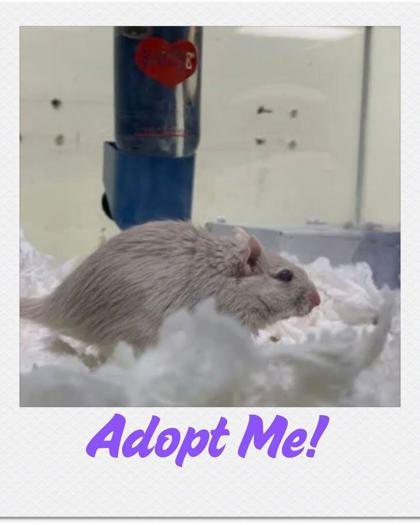 Enlarge Marley, a Adoptable Gerbil in Lowell, MA image 2/3