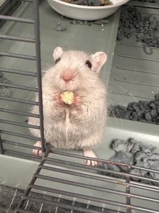 Enlarge Marley, a Adoptable Gerbil in Lowell, MA image 2/3