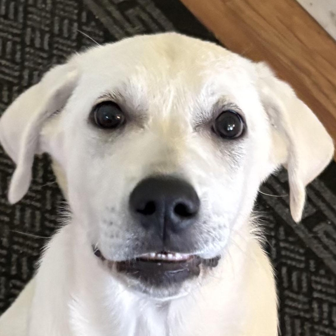 Enlarge Red - 4-month-old male white mix puppy, an adoptable mixed breed in San Francisco, CA image 1/5