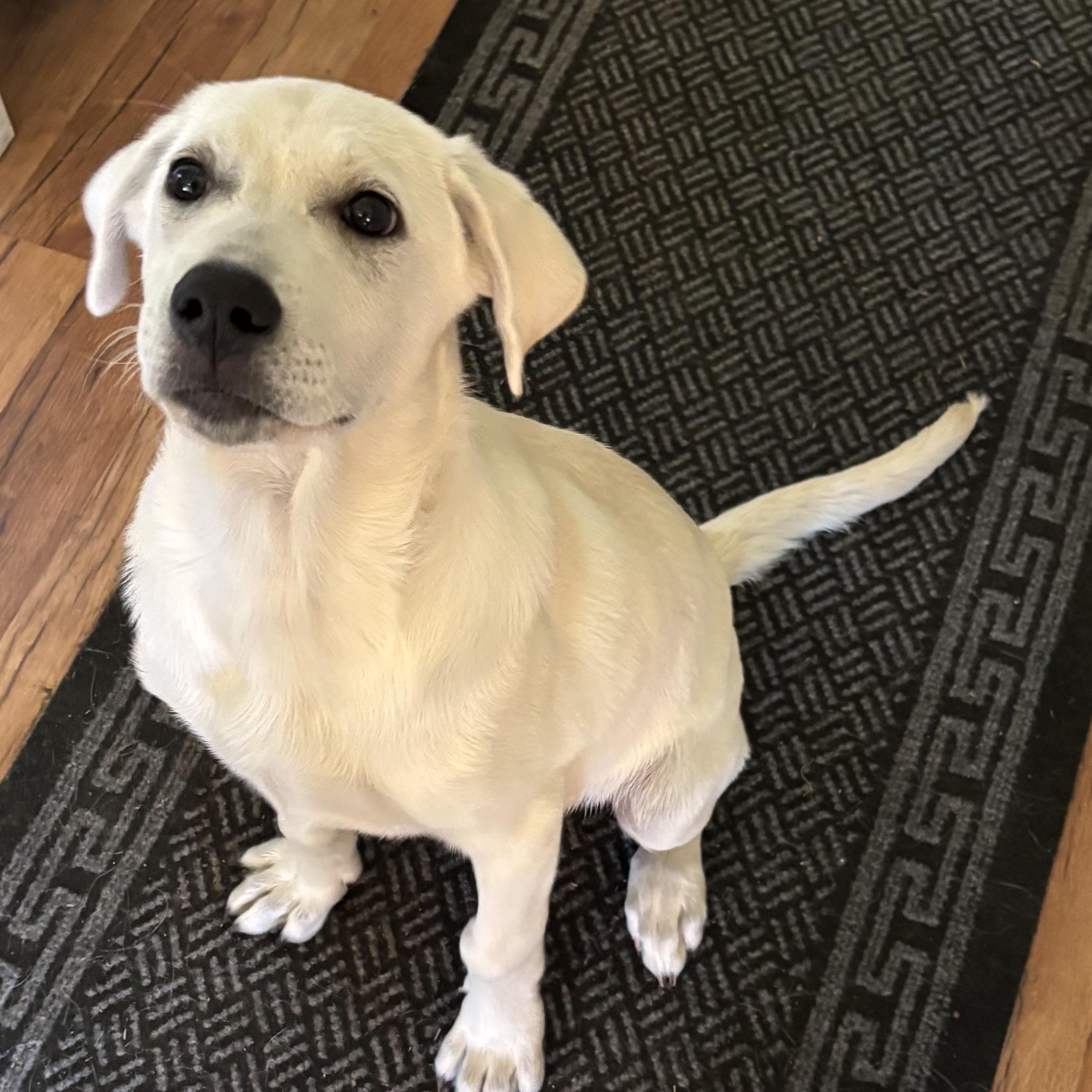 Enlarge Red - 4-month-old male white mix puppy, an adoptable mixed breed in San Francisco, CA image 3/5