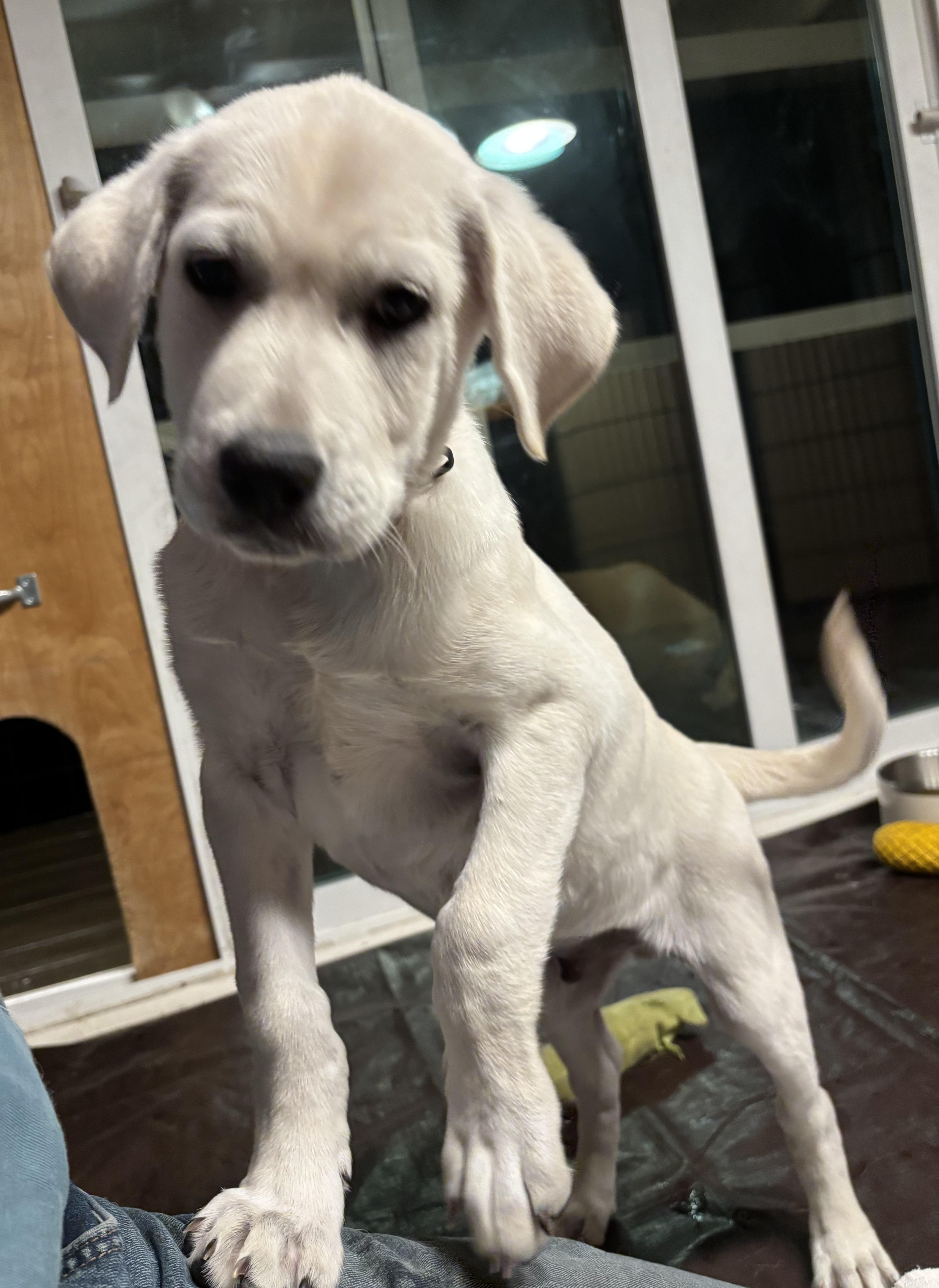 Enlarge Red - 8-week-old male white mix puppy, a Adoptable mixed breed in San Francisco, CA image 2/6