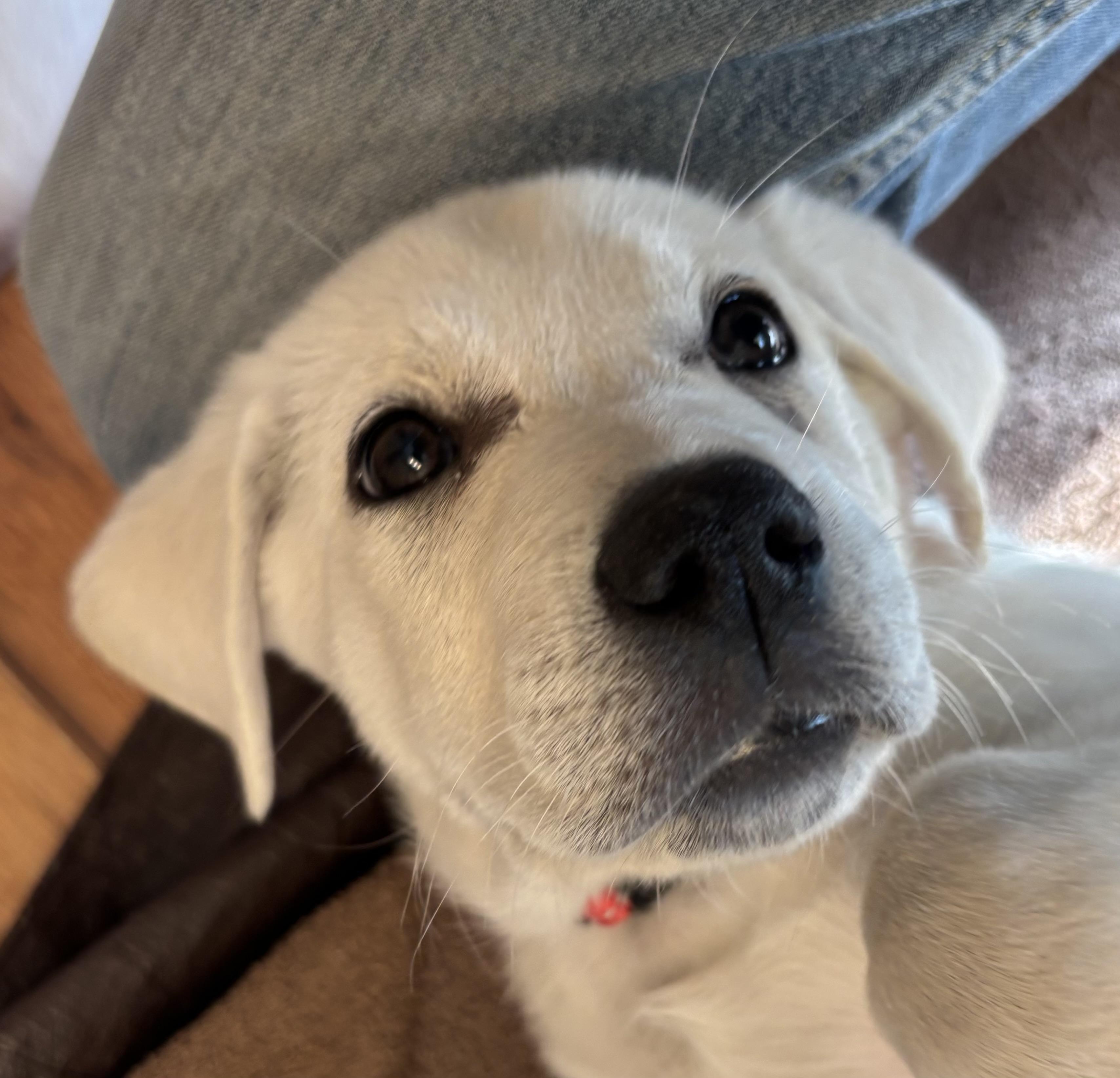 Enlarge Red - 8-week-old male white mix puppy, a Adoptable mixed breed in San Francisco, CA image 4/6